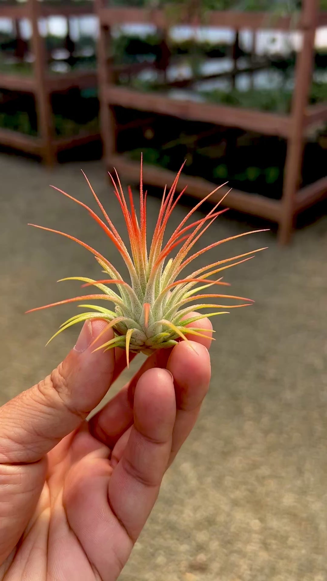 C*.様 ラスト　T. ionantha ‘Orange' T'S TROPIC Ionantha Sunset Orange – Air Plant Hub