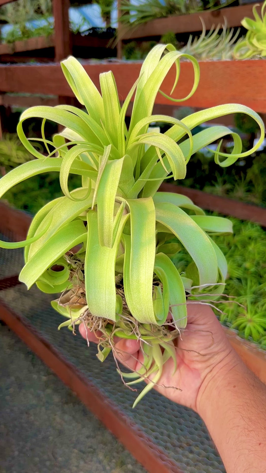 Streptophylla Belize Select