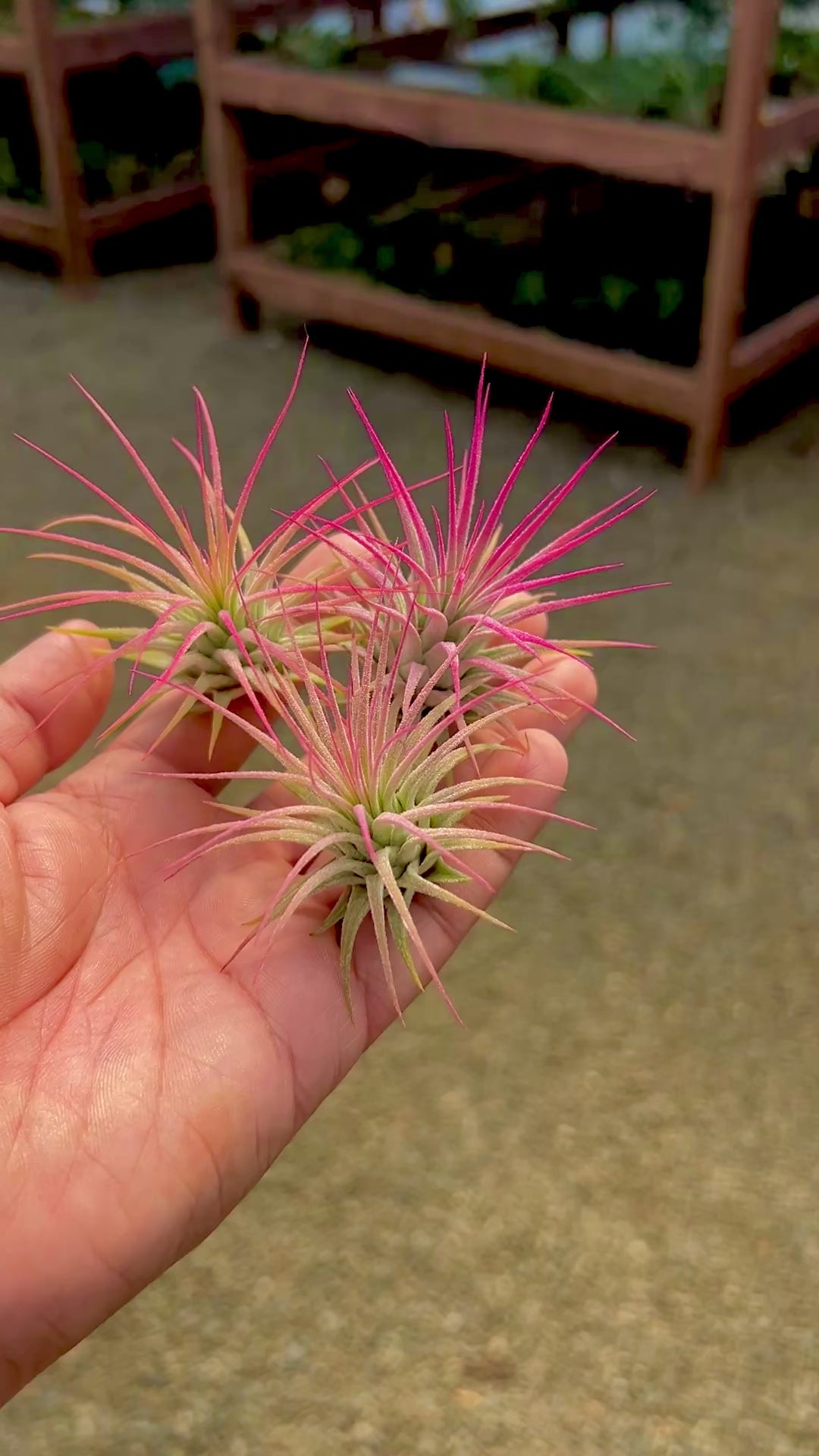 Ionantha Pink – Air Plant Hub