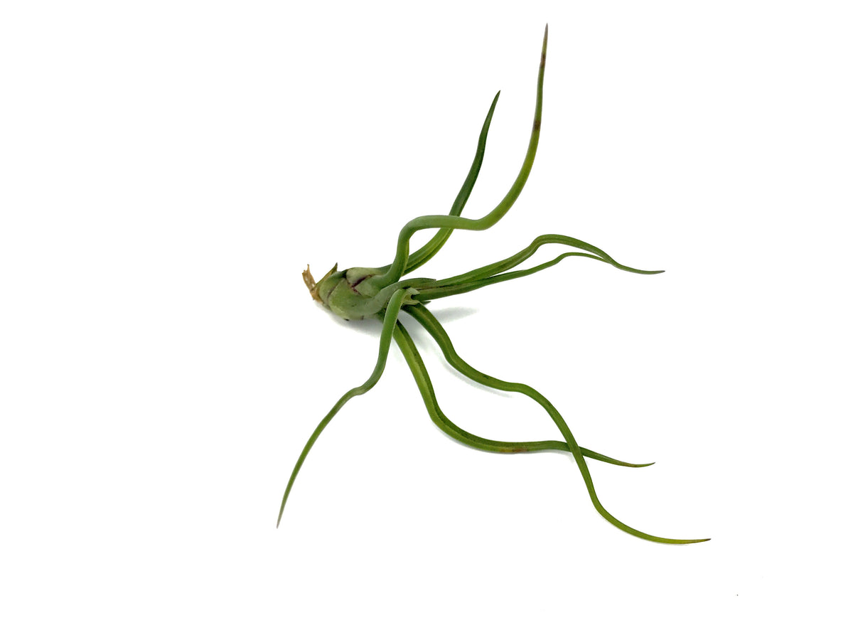Bulbosa - Air Plant wavy tillandsia terrarium plant display