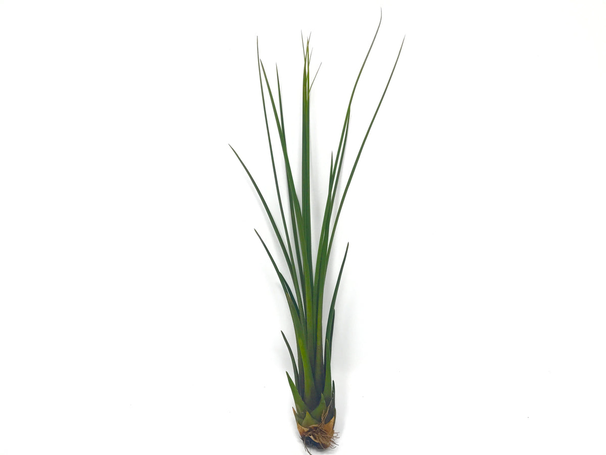 juncea air plant care Juncea (Tall Grassy Air Plant) – Air Plant Hub