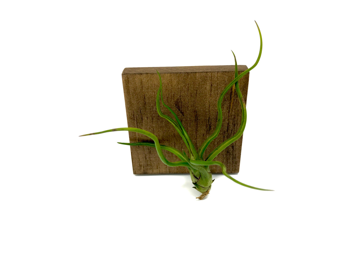 Bulbosa - Air Plant wavy tillandsia terrarium plant display