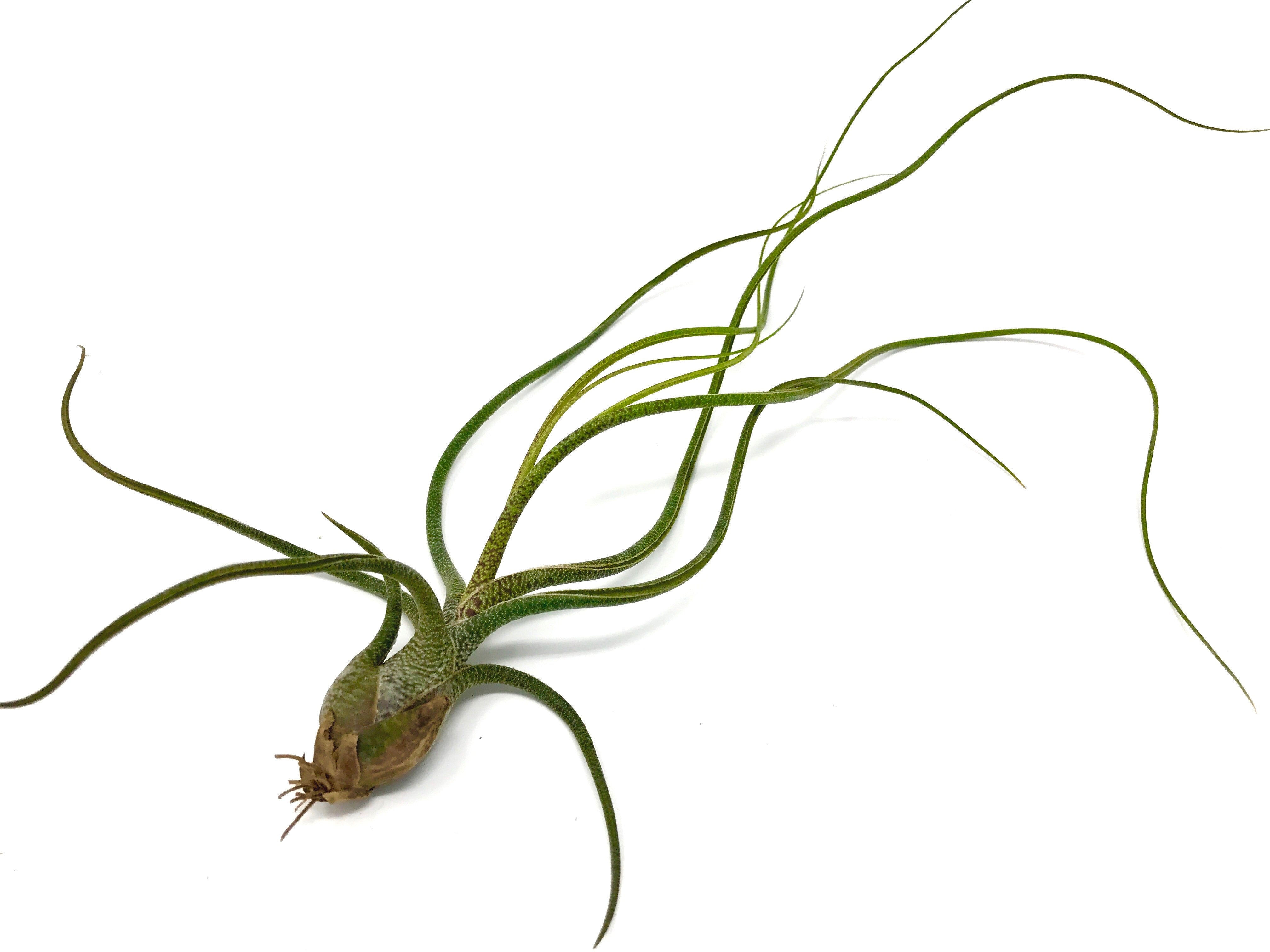 Butzii - Air Plant Hub