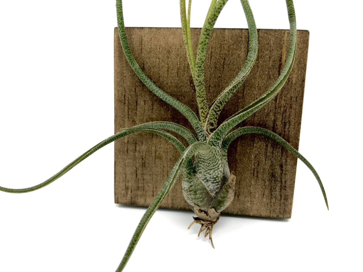 Butzii - Air Plant Hub