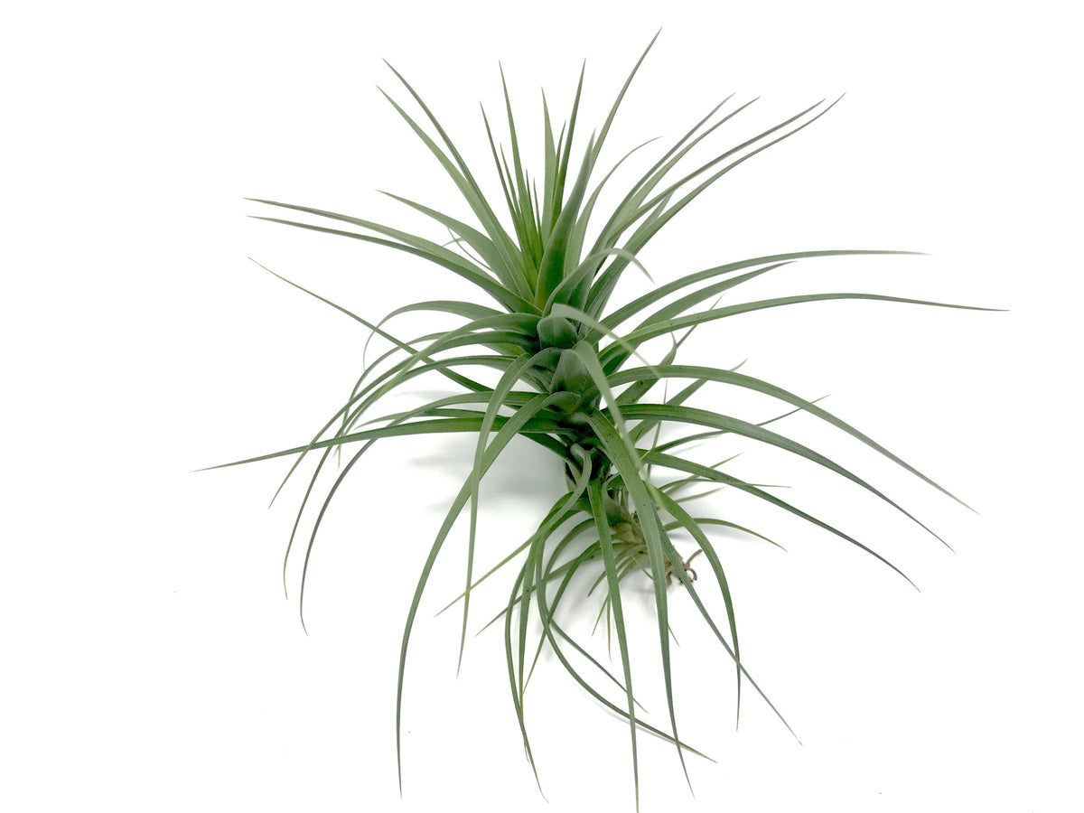 Aeranthos / Bergeri – Air Plant Hub