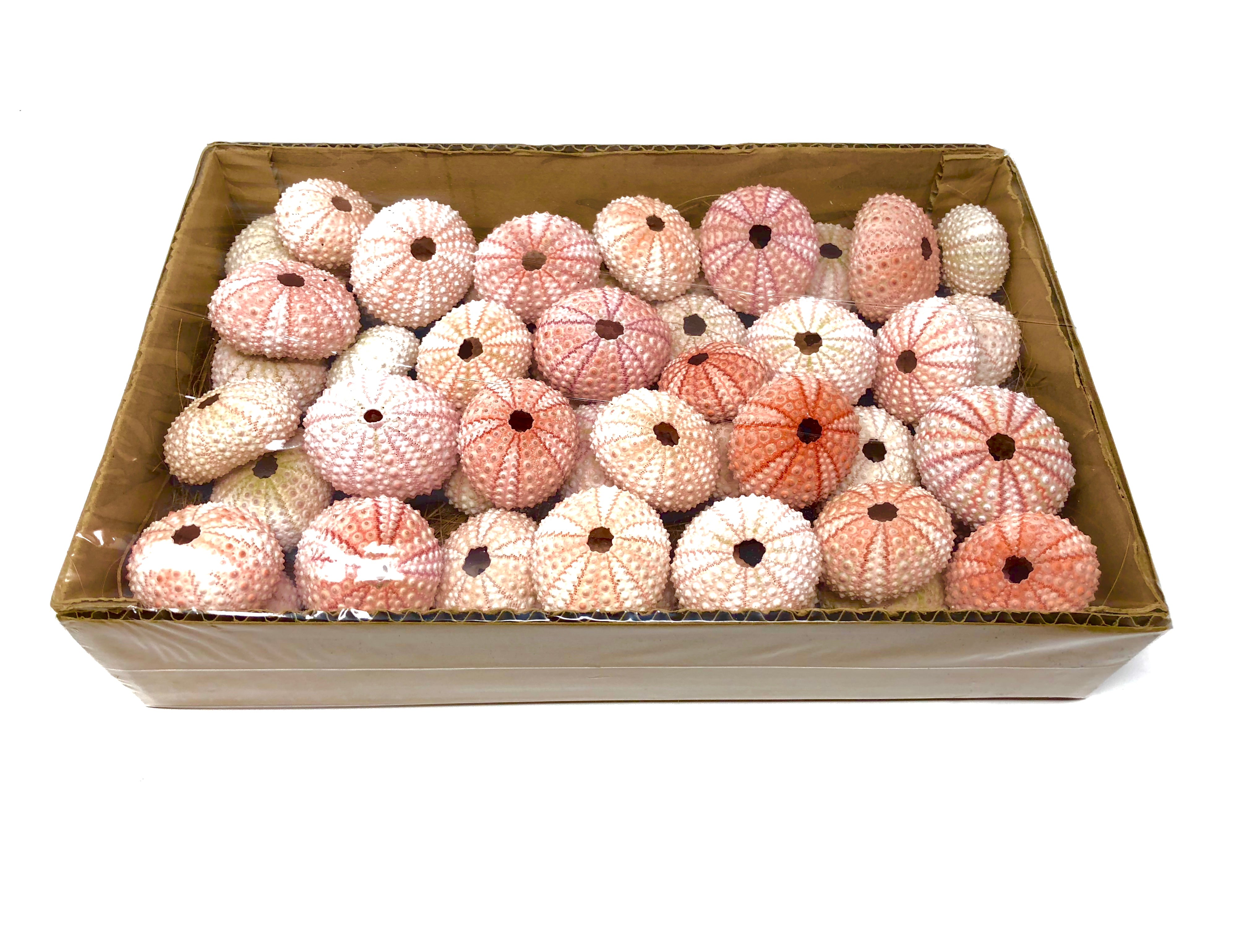 Bulk Lot of 100+ Sea Urchin Shells (1.5" - 2") $1.00 Per Shell - Air Plant Hub
