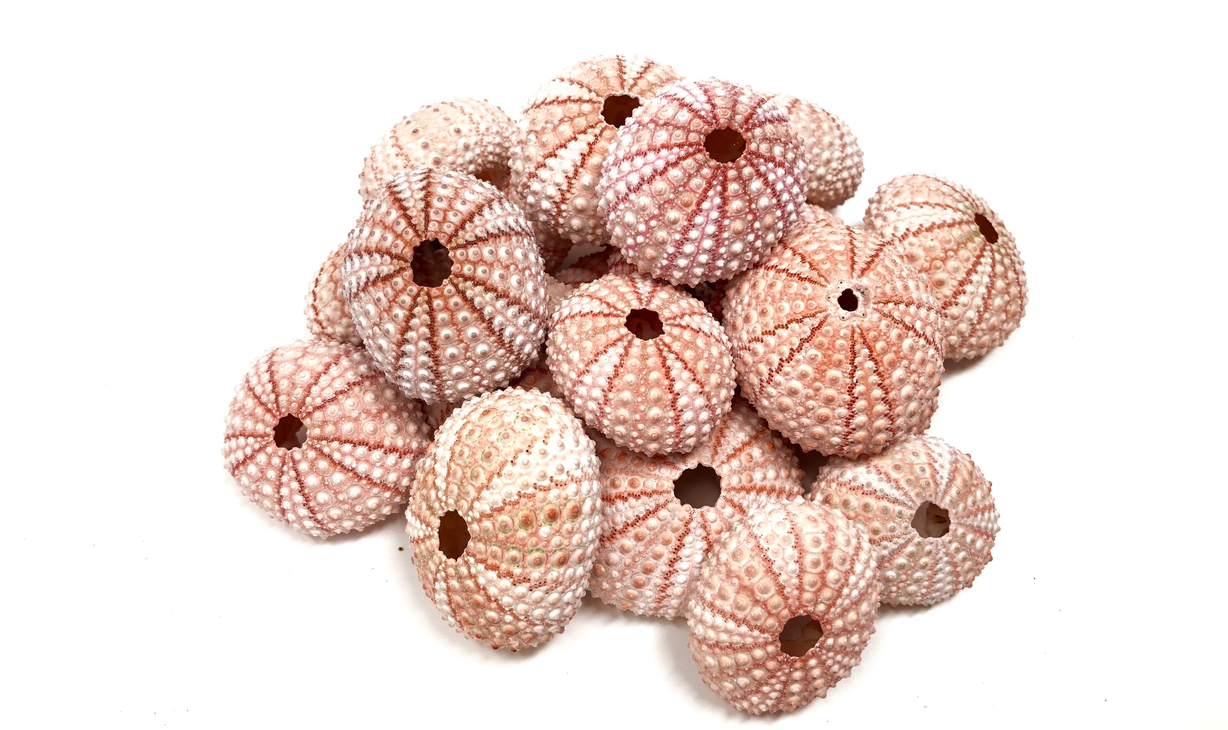 Bulk Lot of 50+ Sea Urchin Shells (1.5" - 2") $1.20 Per Shell - Air Plant Hub