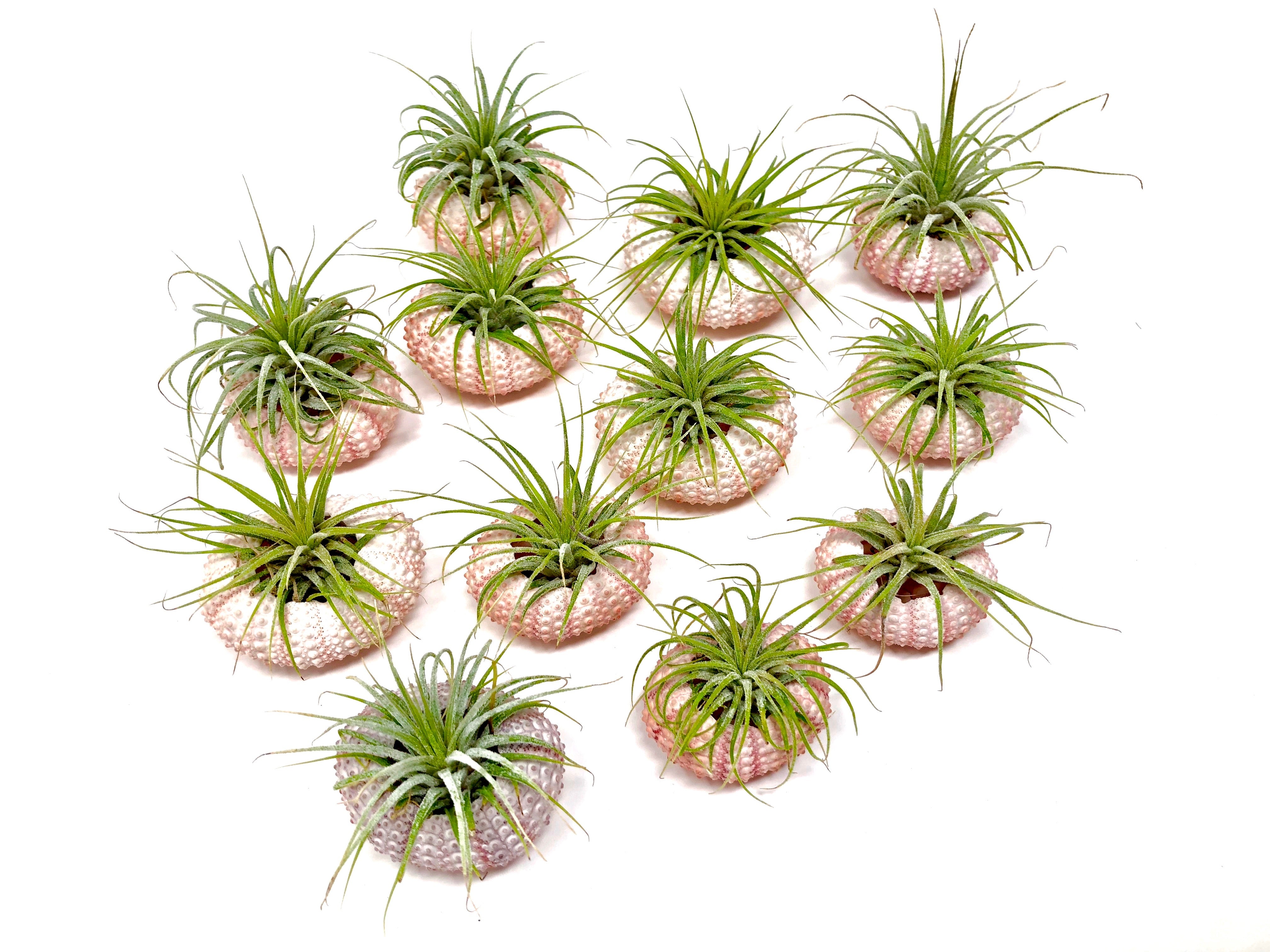 Sea Urchin/Air Plant Combos - Air Plant Hub