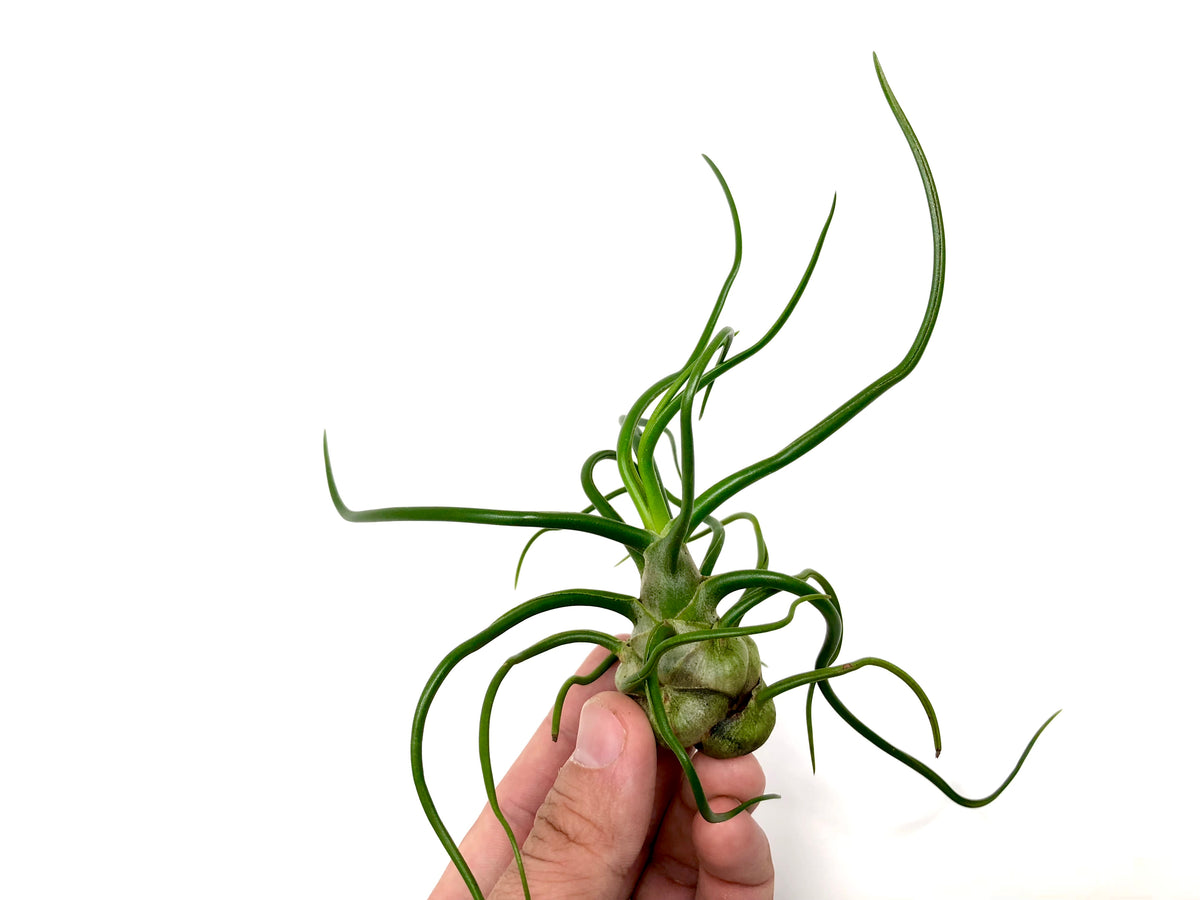 Bulbosa - Air Plant wavy tillandsia terrarium plant display