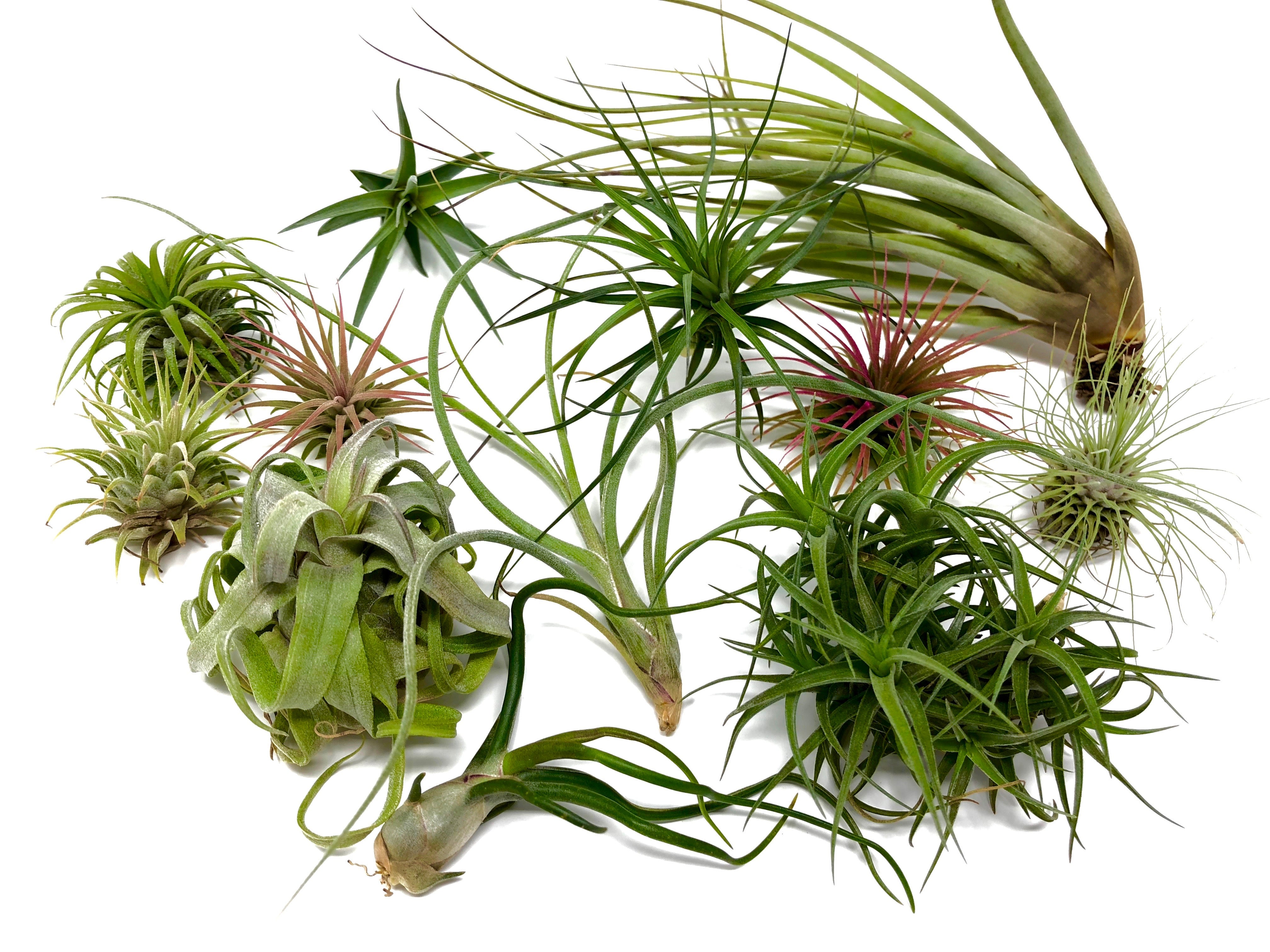Beautiful colorful air plant tillandsia mix for sale displayed in a box