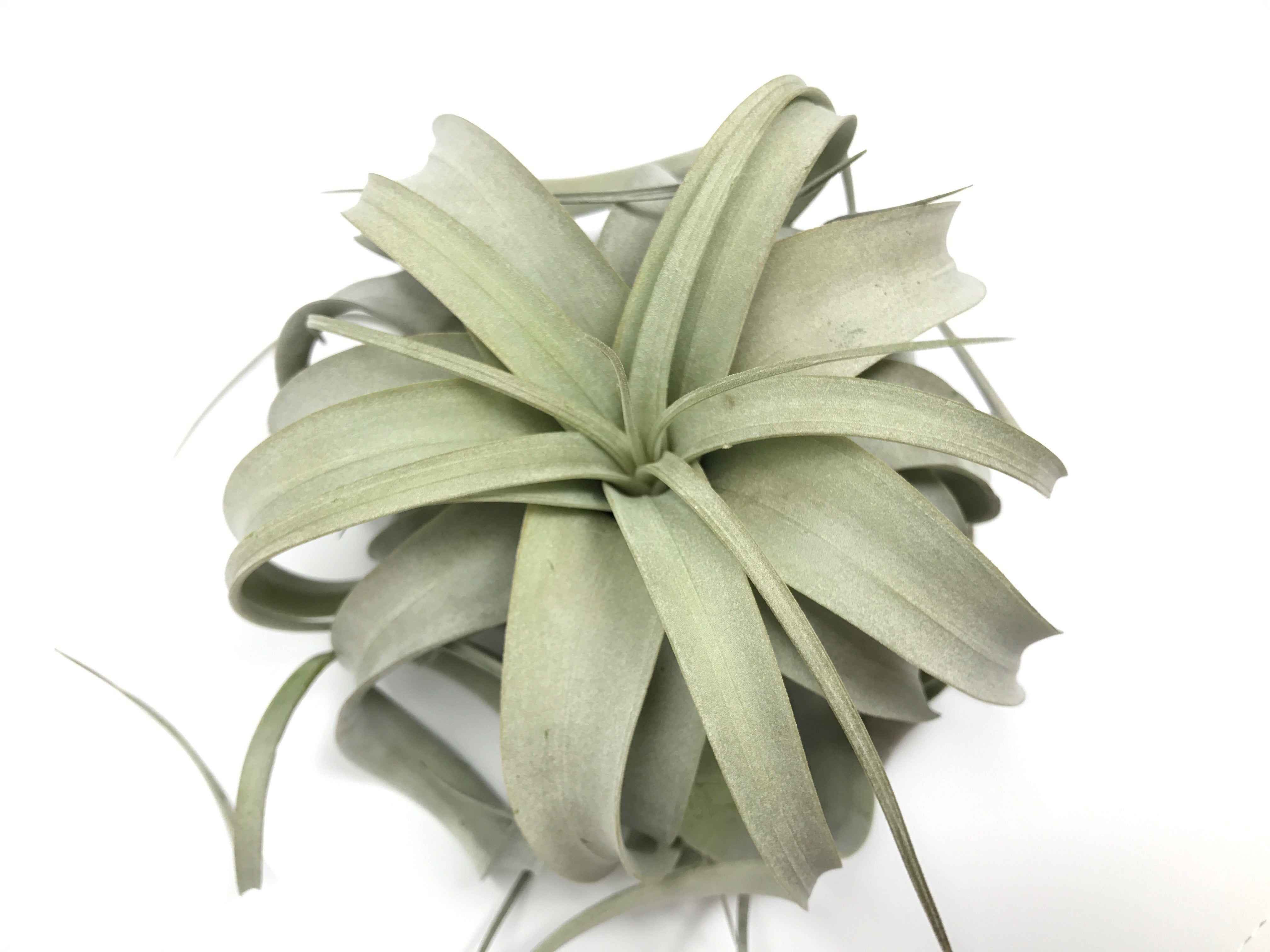 Wholesale Xerographica Medium (Minimum order 5) - Air Plant Hub