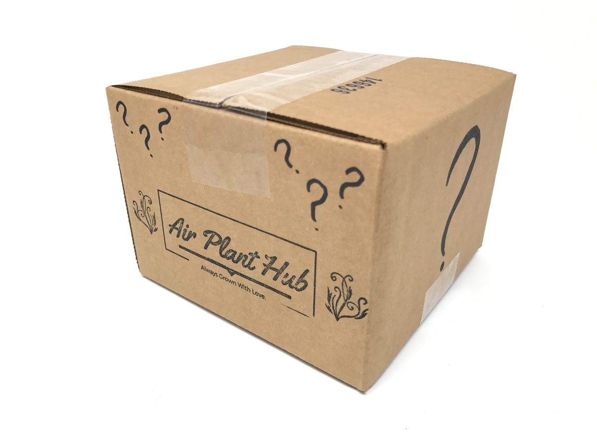 Air Plant Mystery Box