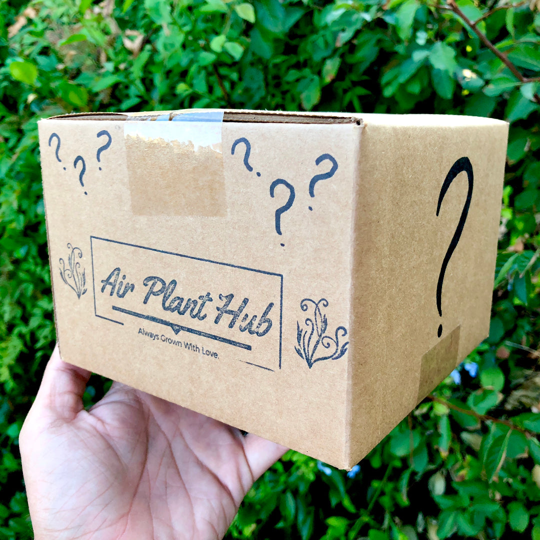 air plant hub mystery box Air Plant Mystery Box