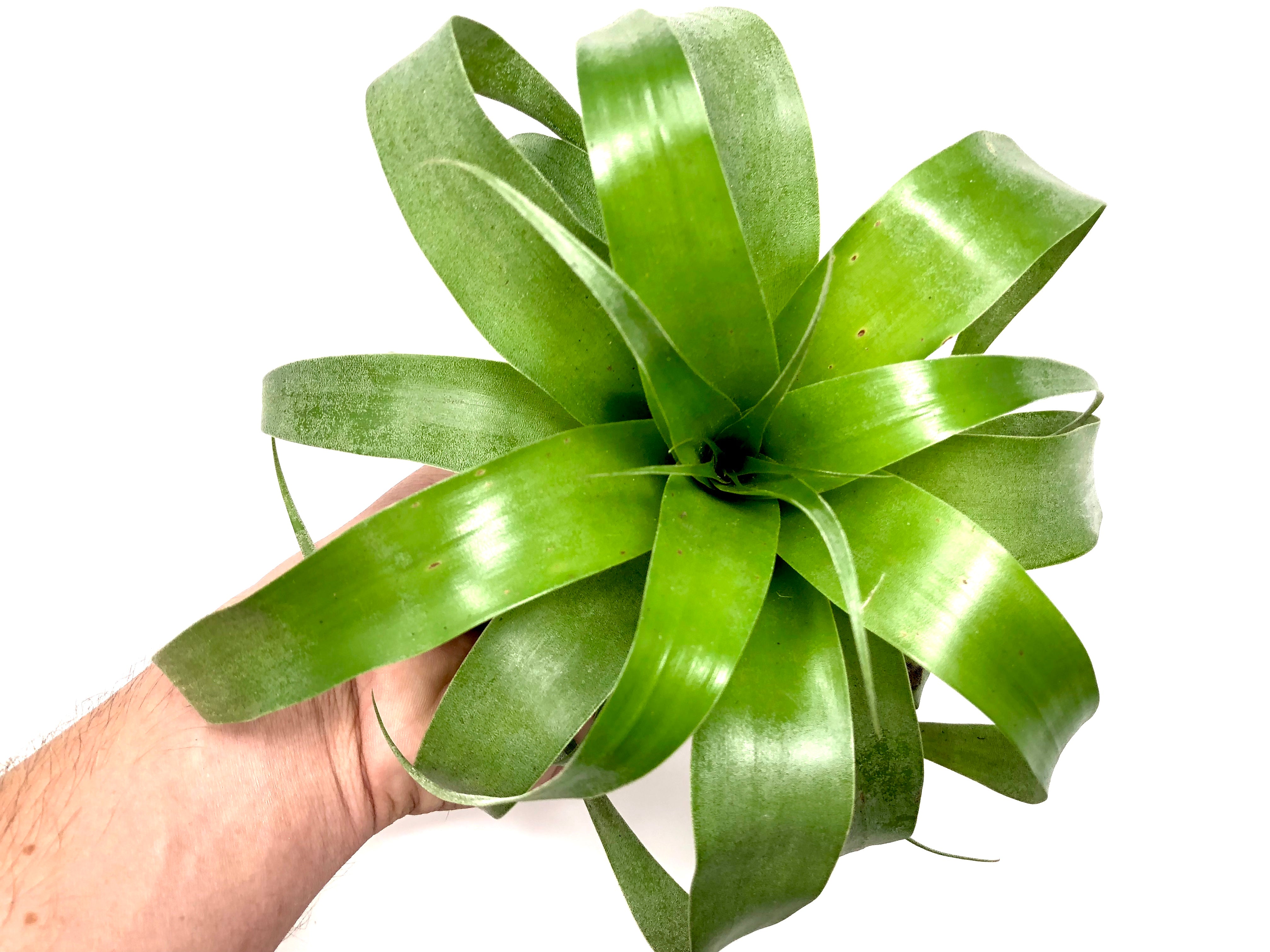 Samantha <br> (Mooreana x Kalmbacheri) - Air Plant Hub