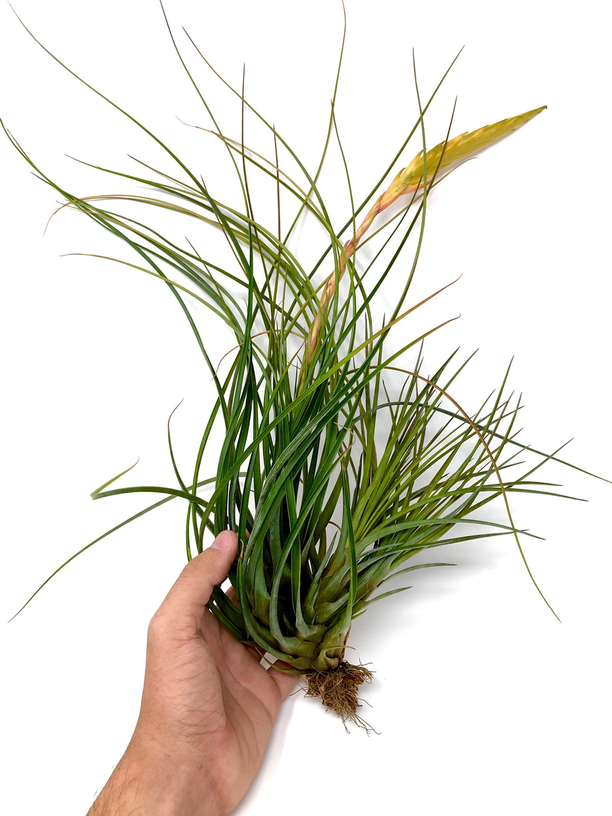 melanocrater air plant Tricolor v Melanocrater – Air Plant Hub