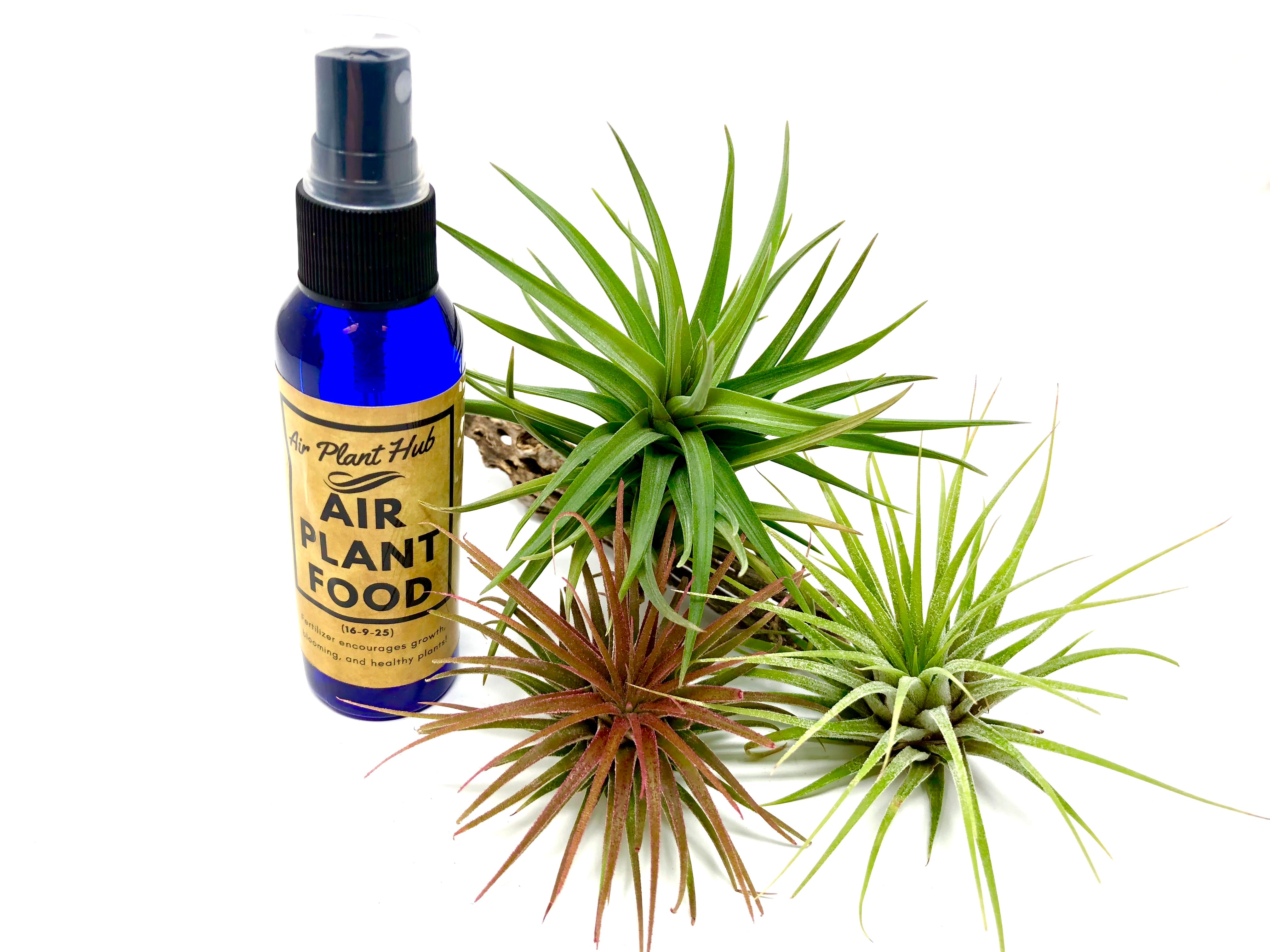 3 Air Plant Starter Pack With Fertilizer <br> (2 Ionantha, 1 Stricta, 60ml Fertilizer Bottle) - Air Plant Hub