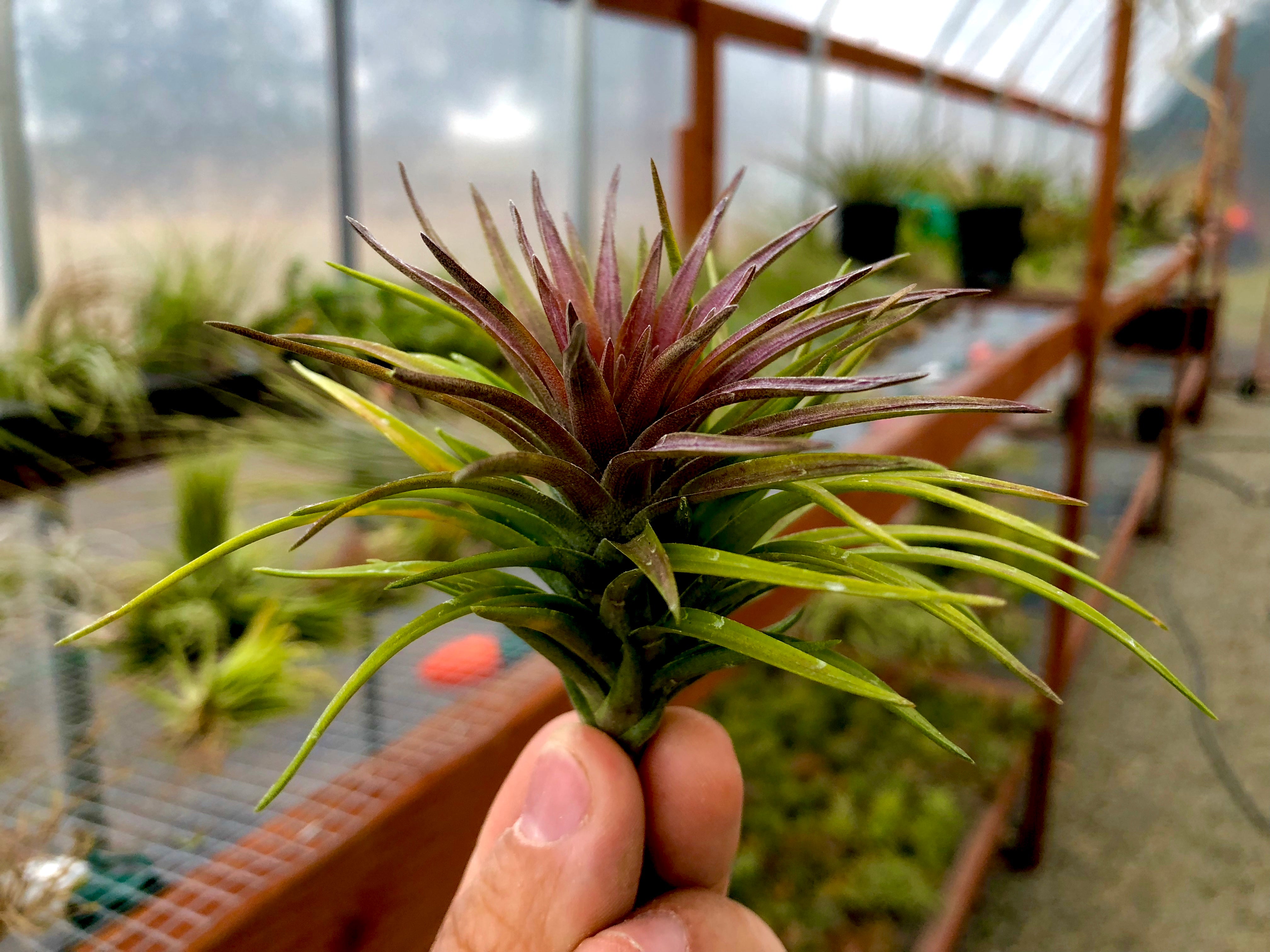 Tenuifolia Purple Fan <br> (Currently Blushing Purple) - Air Plant Hub
