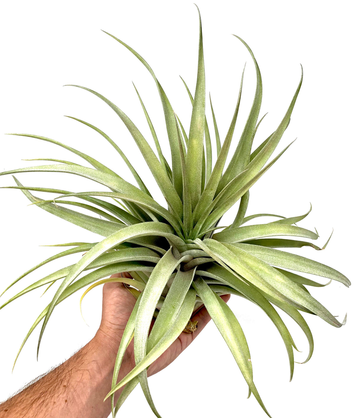 X Betty Air Plant Tillandsia wedding decor bouquet design houseplant boho