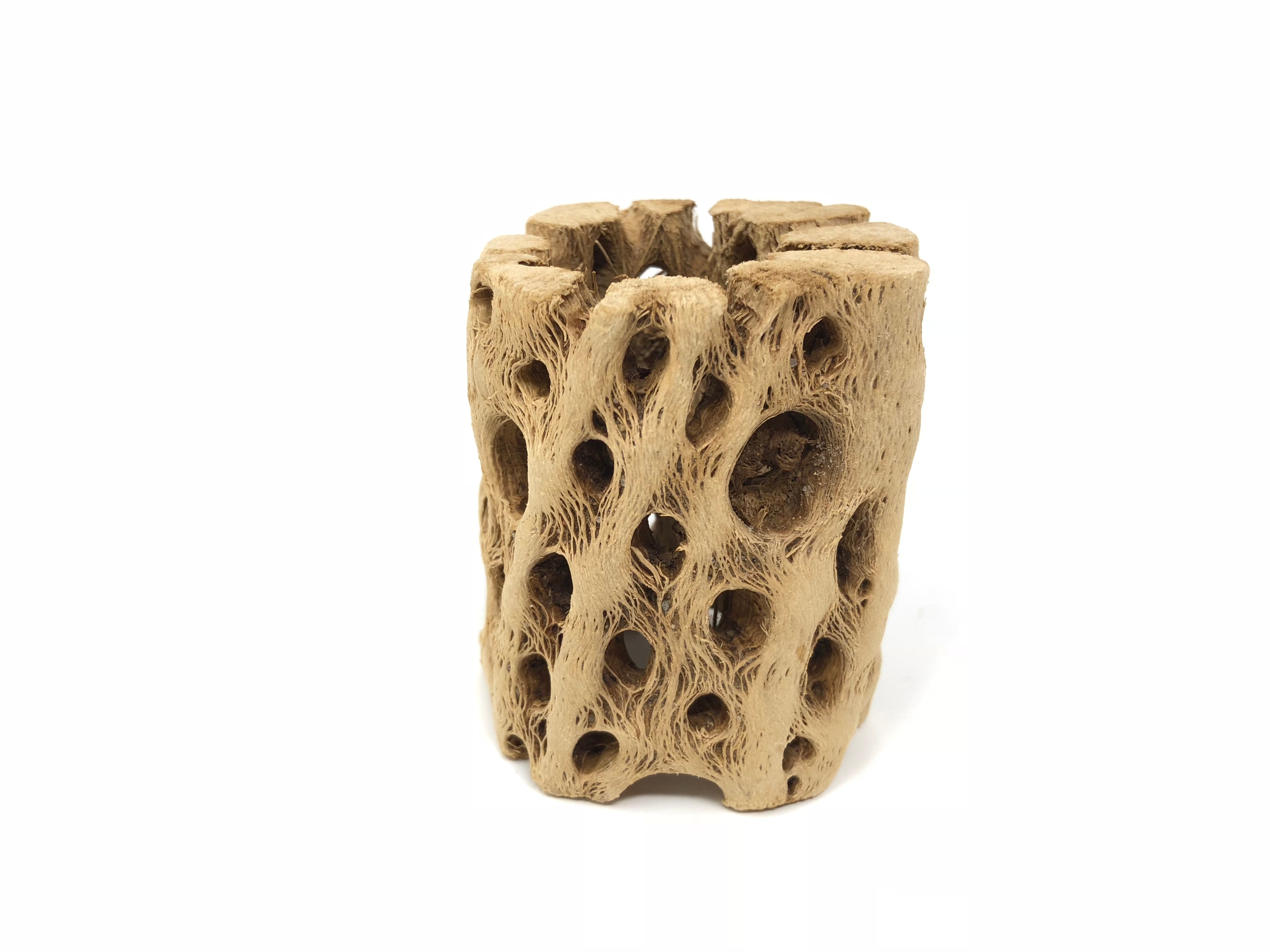 Sandblasted Cholla Wood <br> 2"-3" Long (Wood Only) - Air Plant Hub