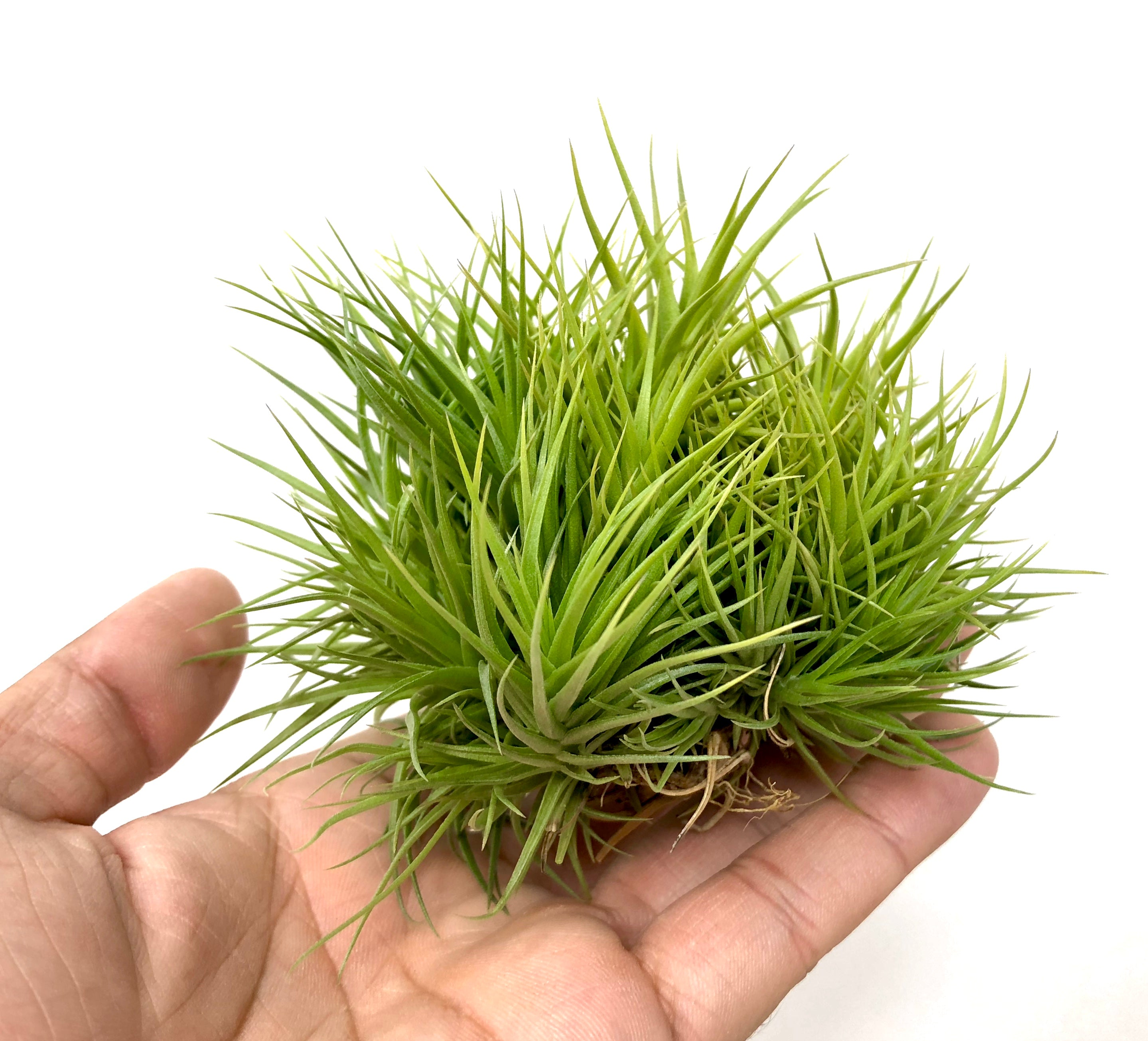 Aeranthos Bronze Clump - Air Plant Hub