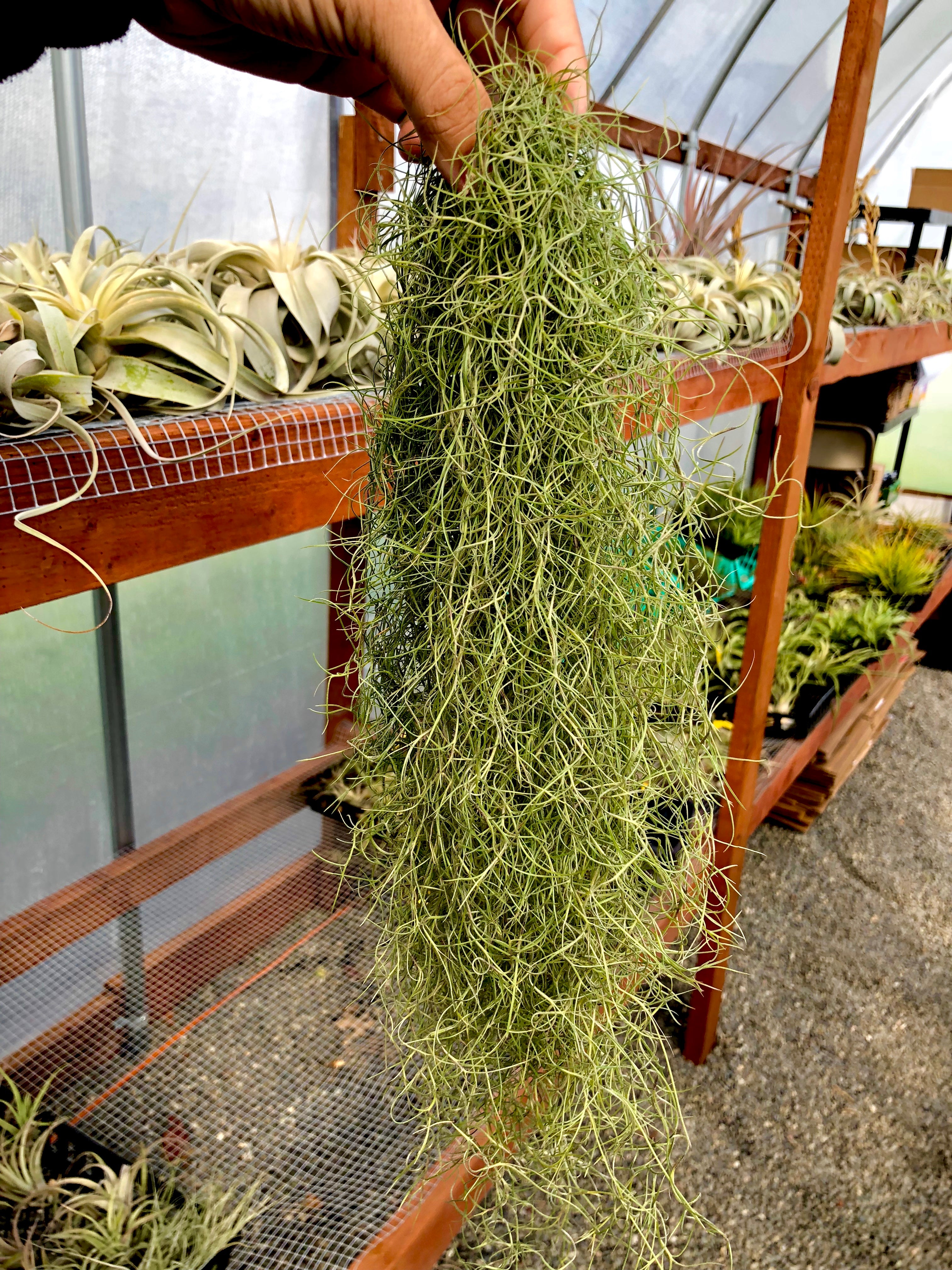 Tillandsia usneoides spanish moss clump hanging wedding plant green
