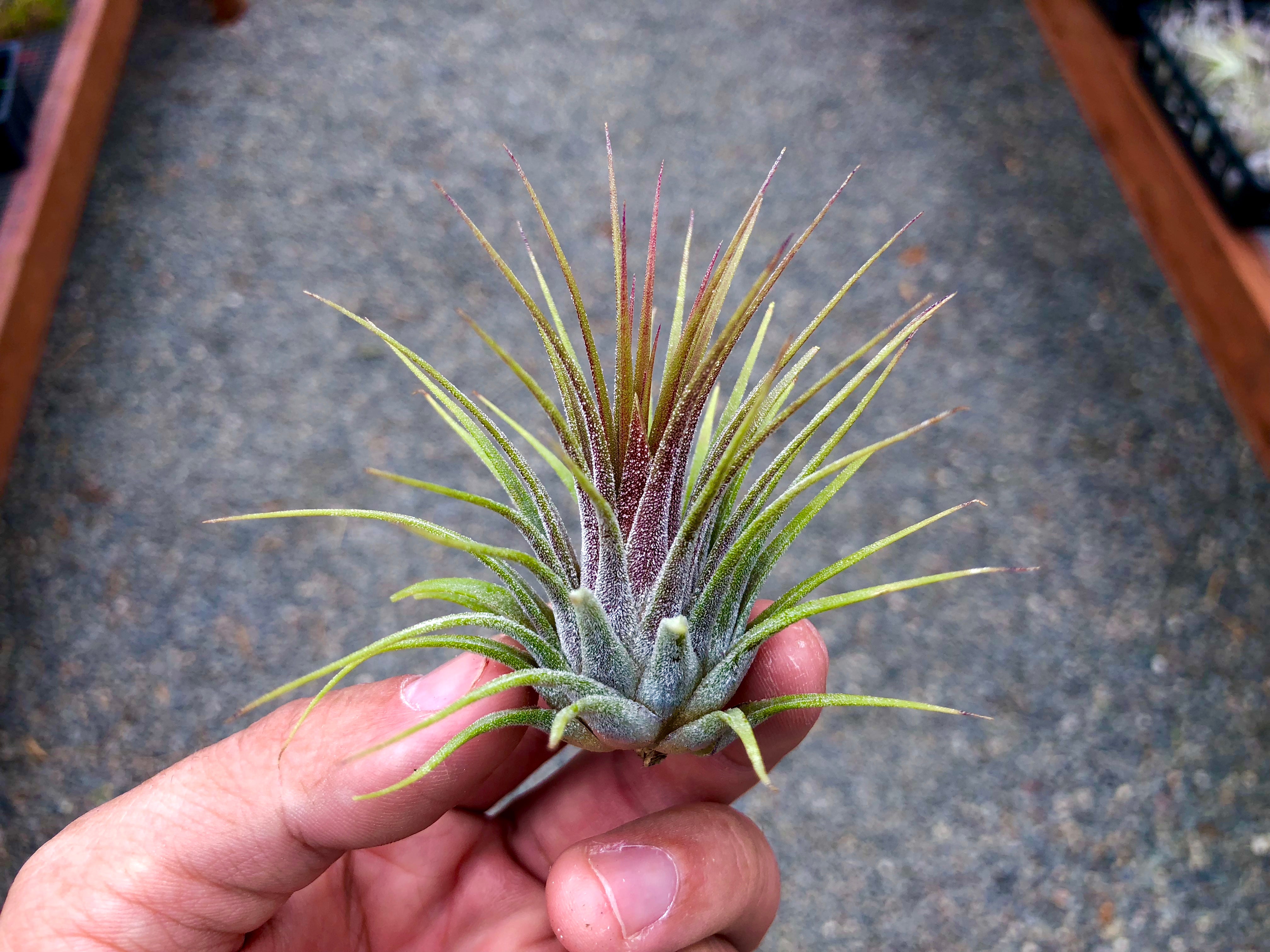 medium ionantha guatemala air plant tillandsia decor gift for sale with air plant held in hand