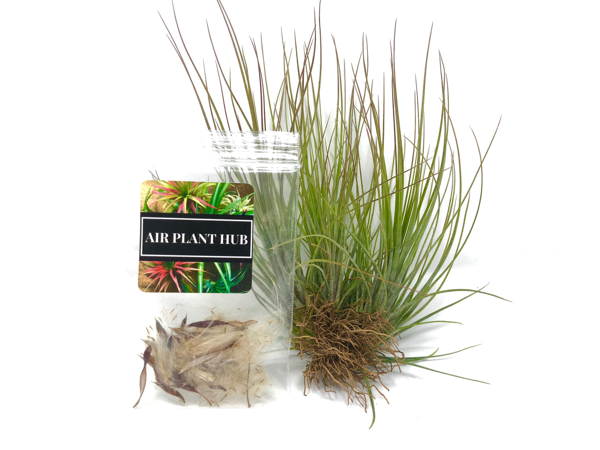 air plant seed pod Freshly Harvested Tillandsia Seed – Air Plant Hub