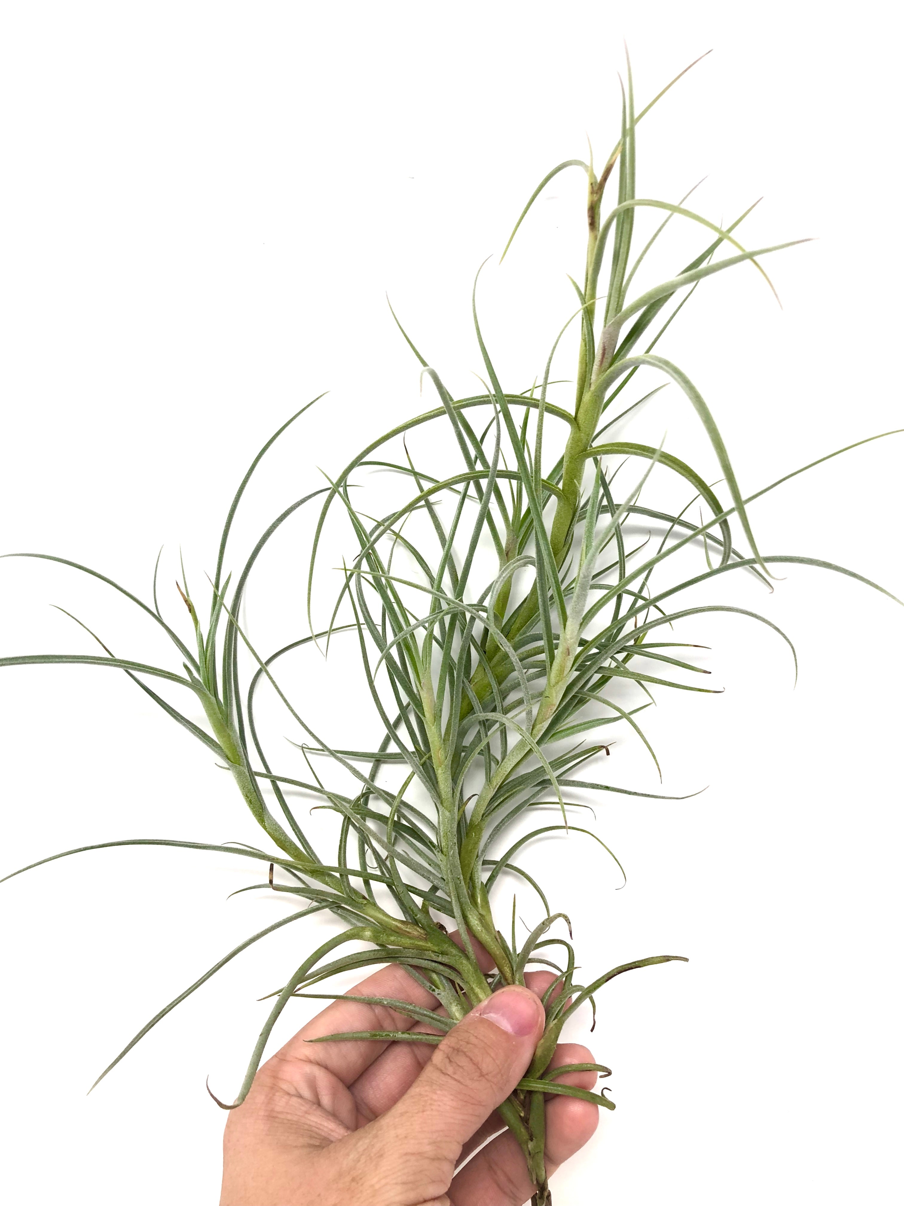 Crocata Giant <br> (Singles and Clumps) - Air Plant Hub