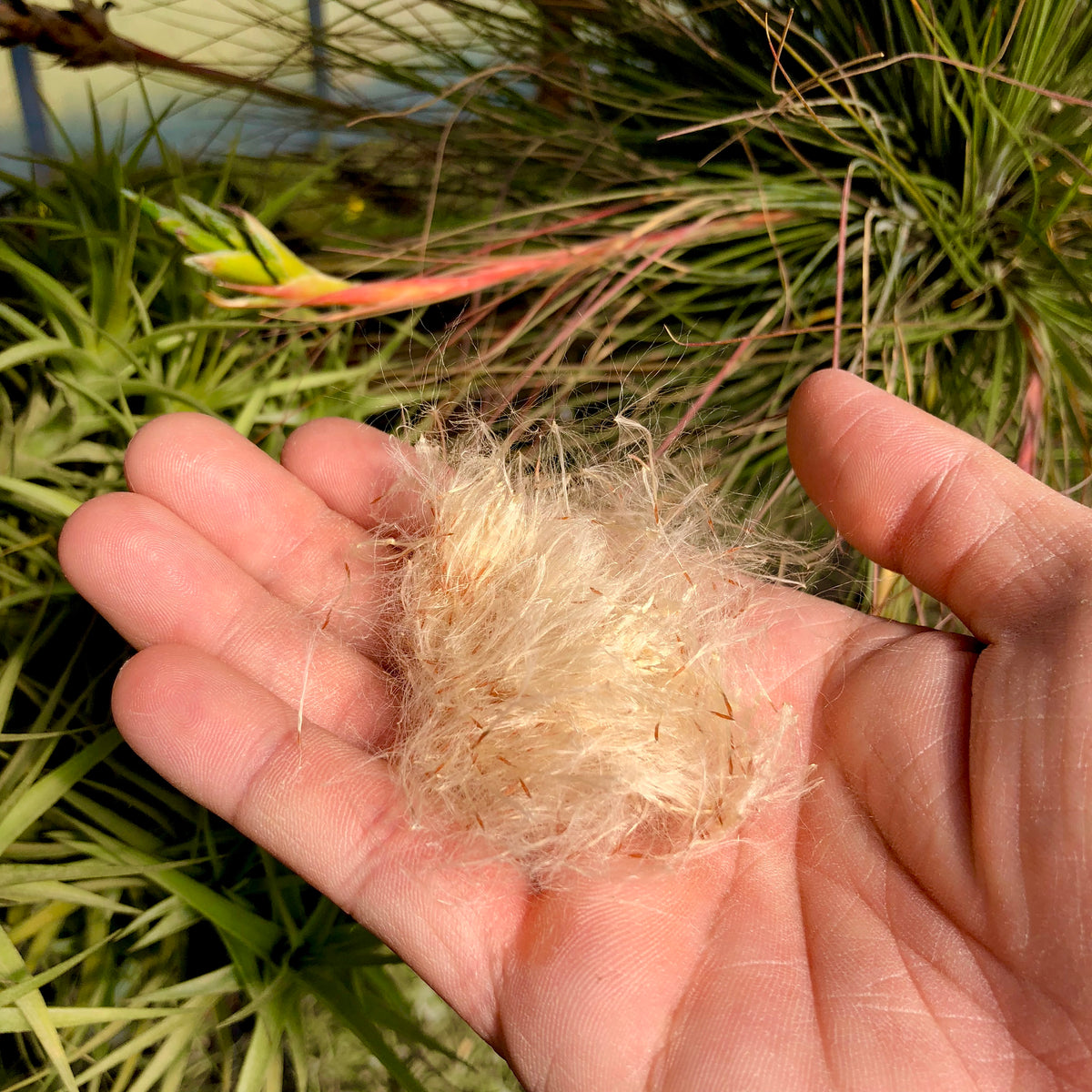 air plants from seed Freshly Harvested Tillandsia Seed – Air Plant Hub