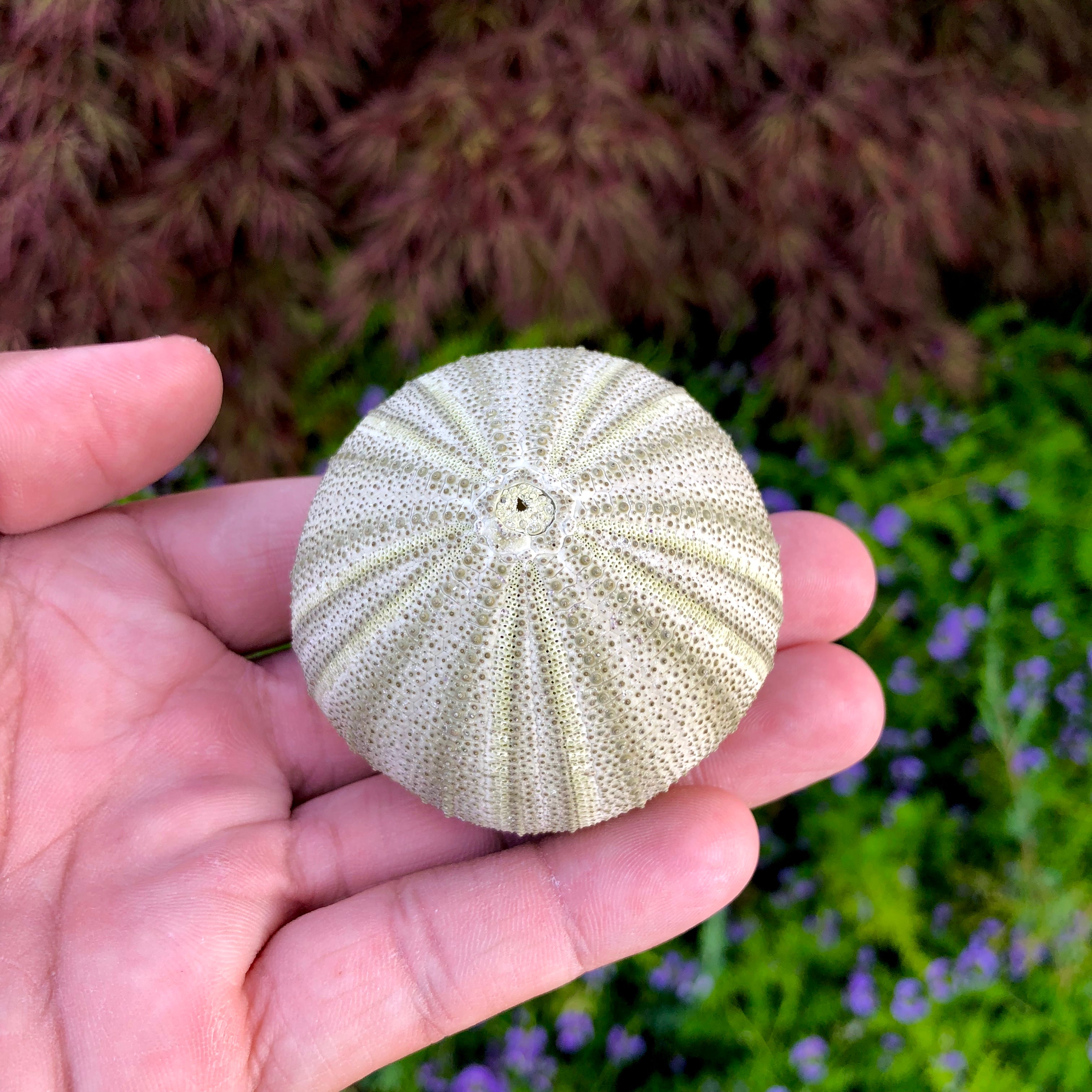 Large Green Sea Urchin Shell <br> Perfect Shape - Air Plant Hub