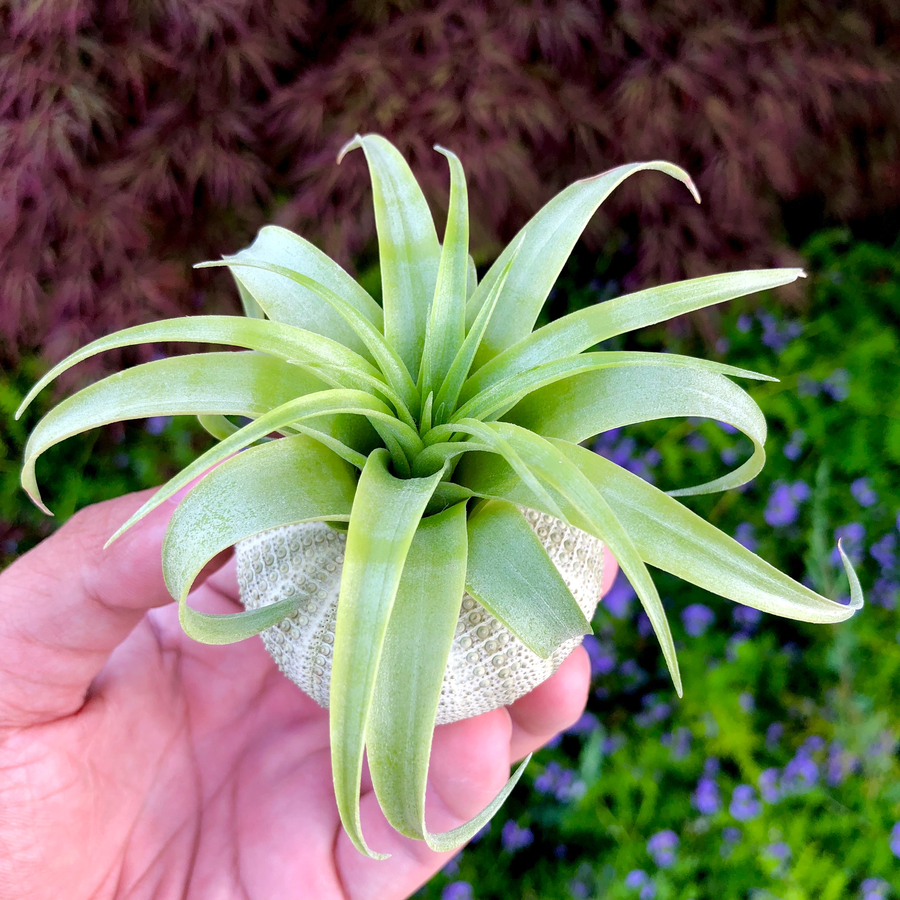 Large Green Sea Urchin Shell <br> Perfect Shape - Air Plant Hub