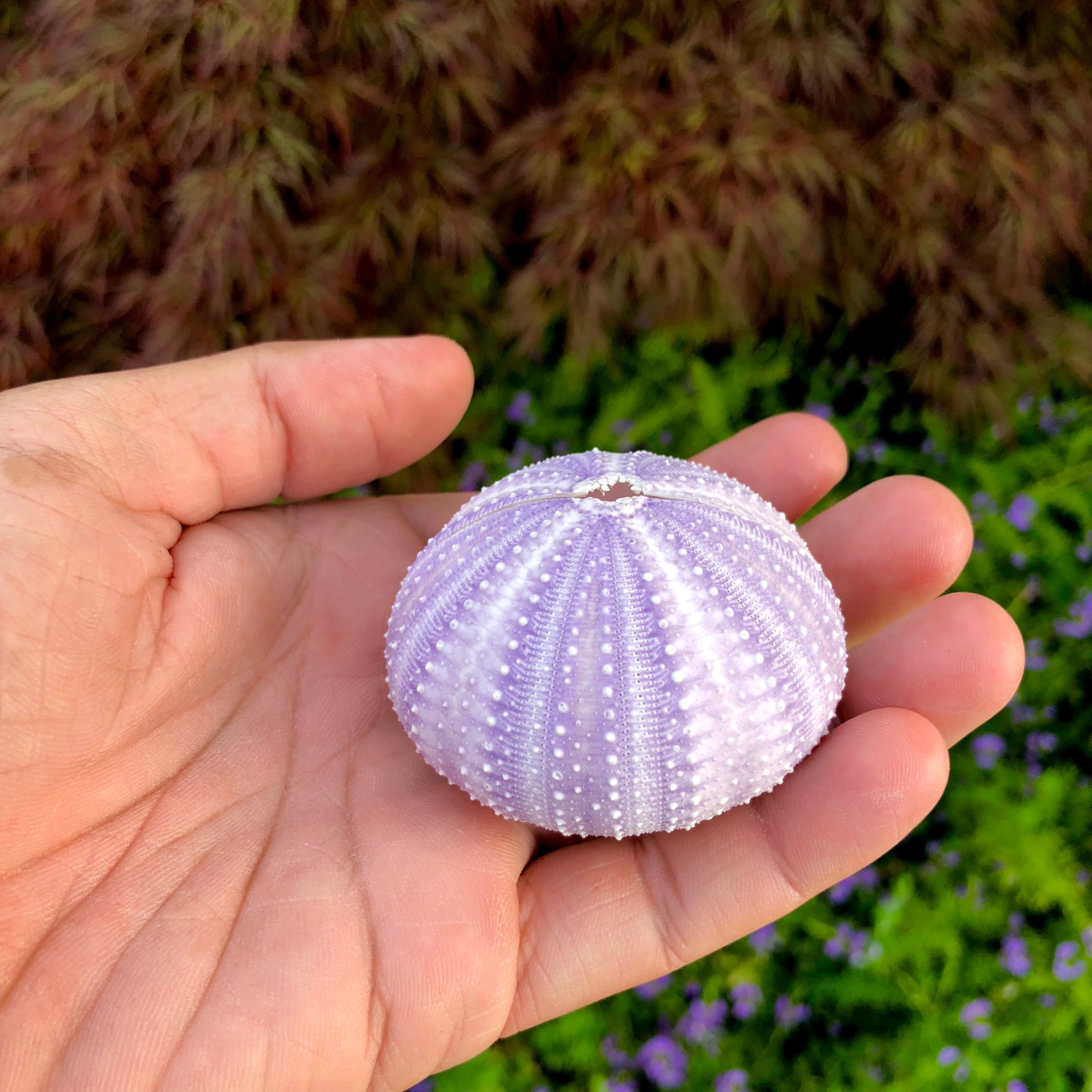 Large Purple Sea Urchin Shell <br> Doubles As A Card/Photo Holder! - Air Plant Hub