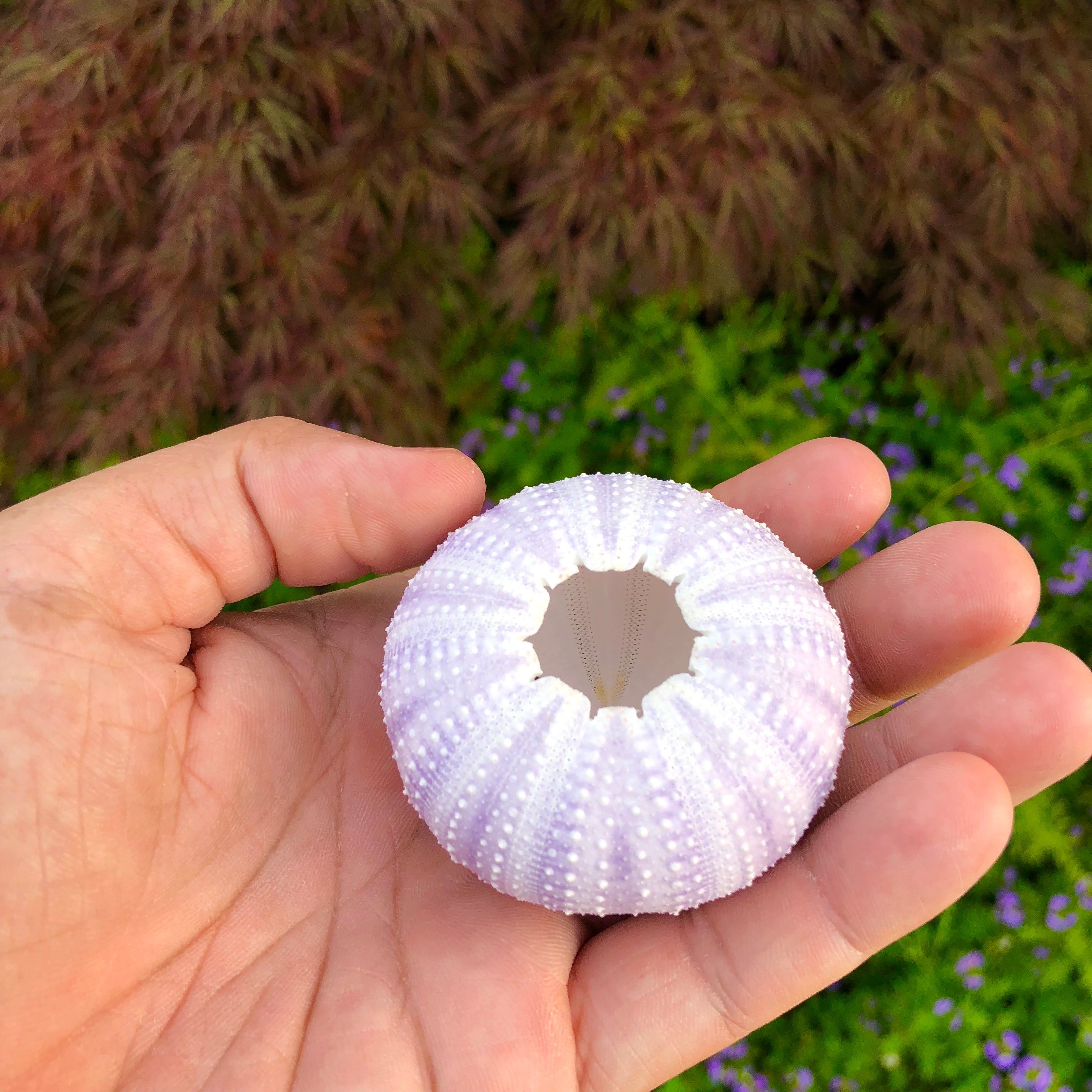 Large Purple Sea Urchin Shell <br> Doubles As A Card/Photo Holder! - Air Plant Hub