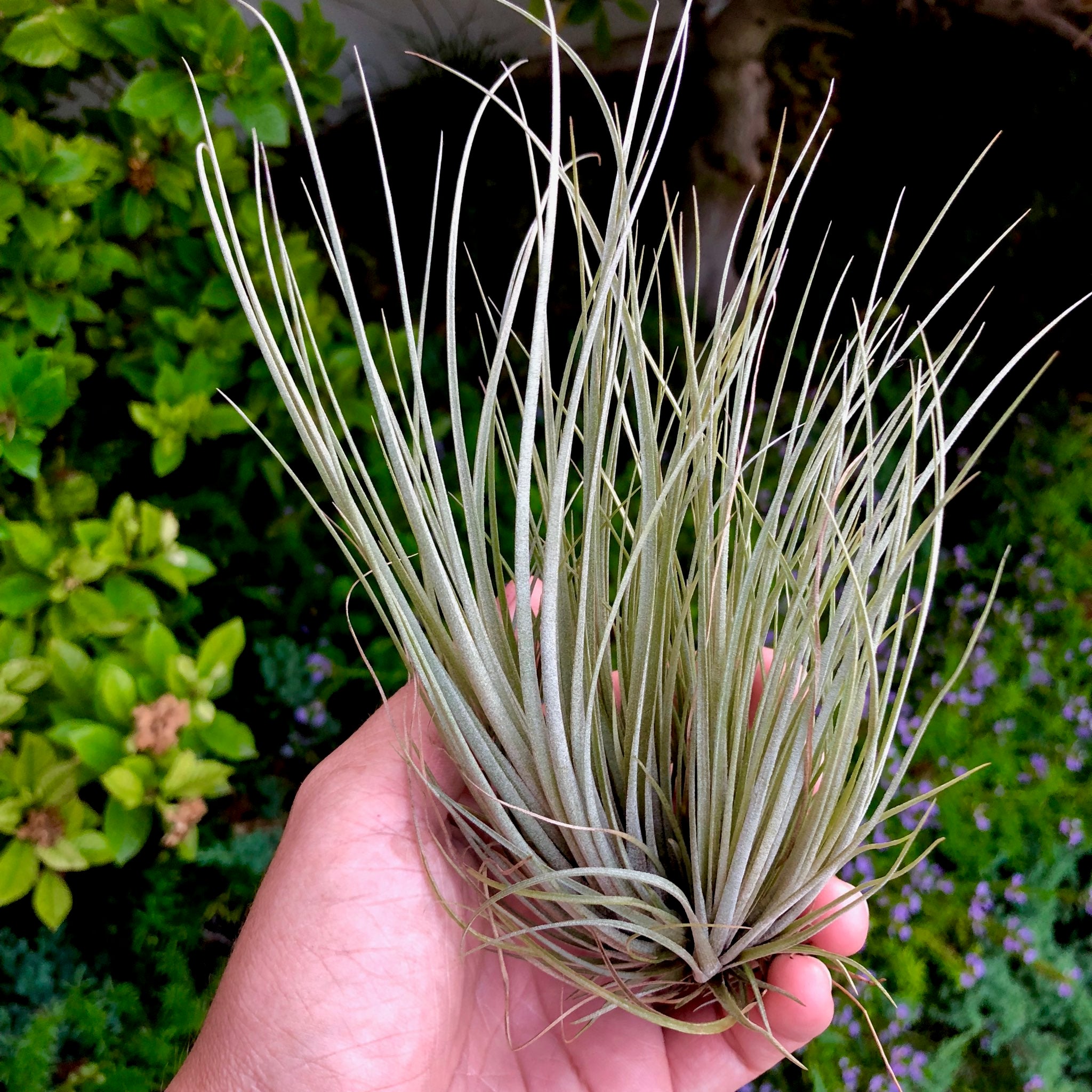 Hammeri Clumps <br> (4-6 Plants Per Clump) - Air Plant Hub