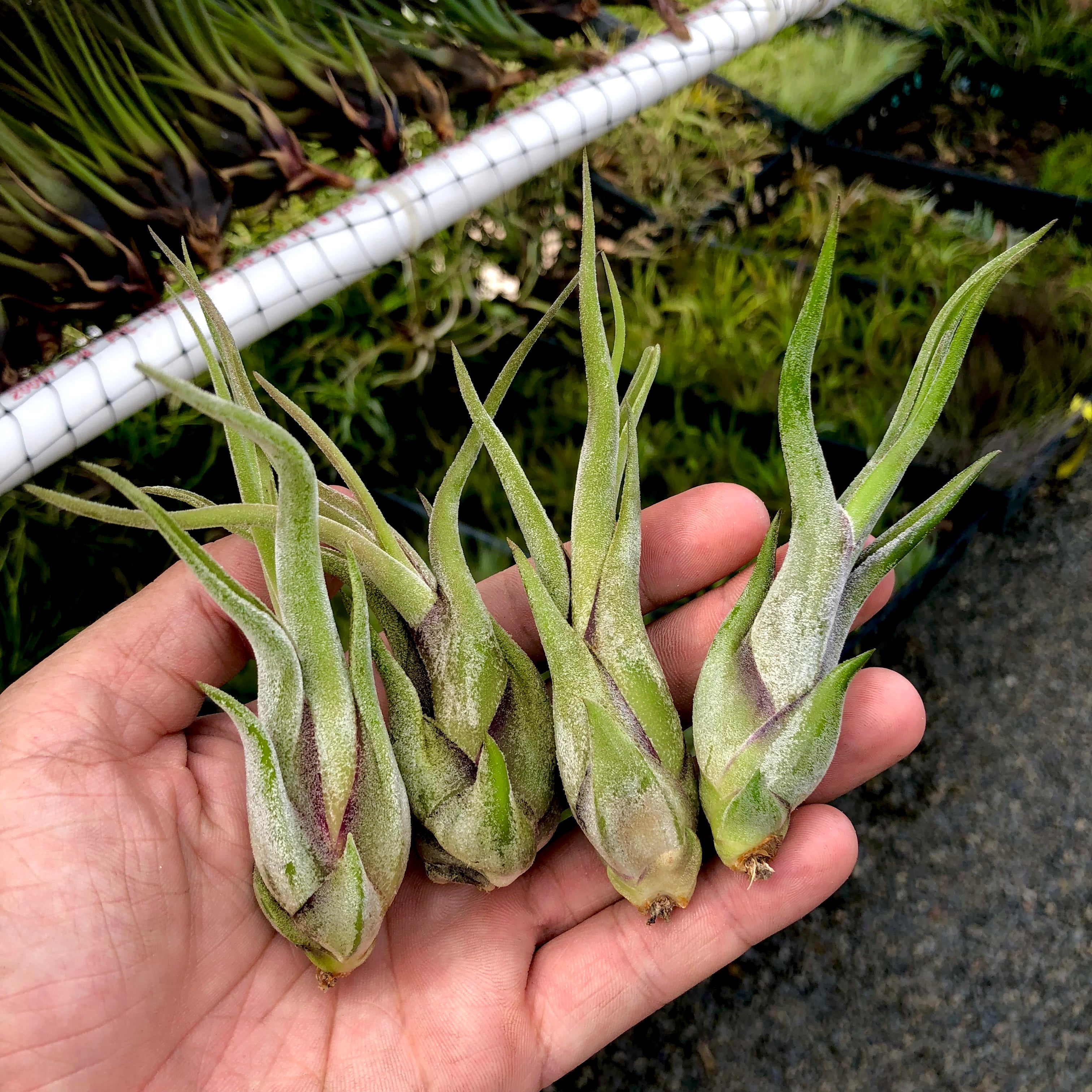 Wholesale Caput Medusae 4"-5" <br> (Minimum Order 5) - Air Plant Hub