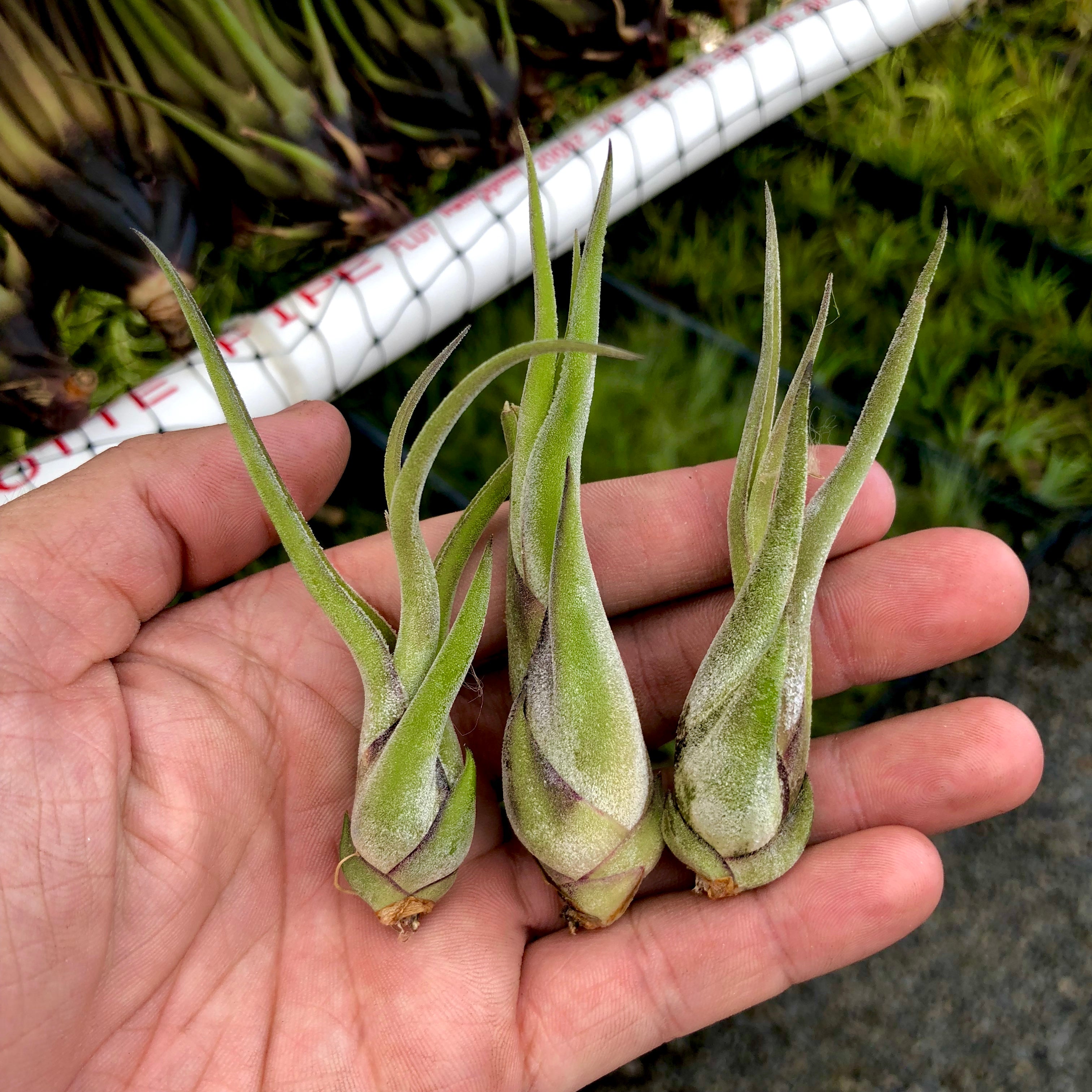 Wholesale Caput Medusae 4"-5" <br> (Minimum Order 5) - Air Plant Hub