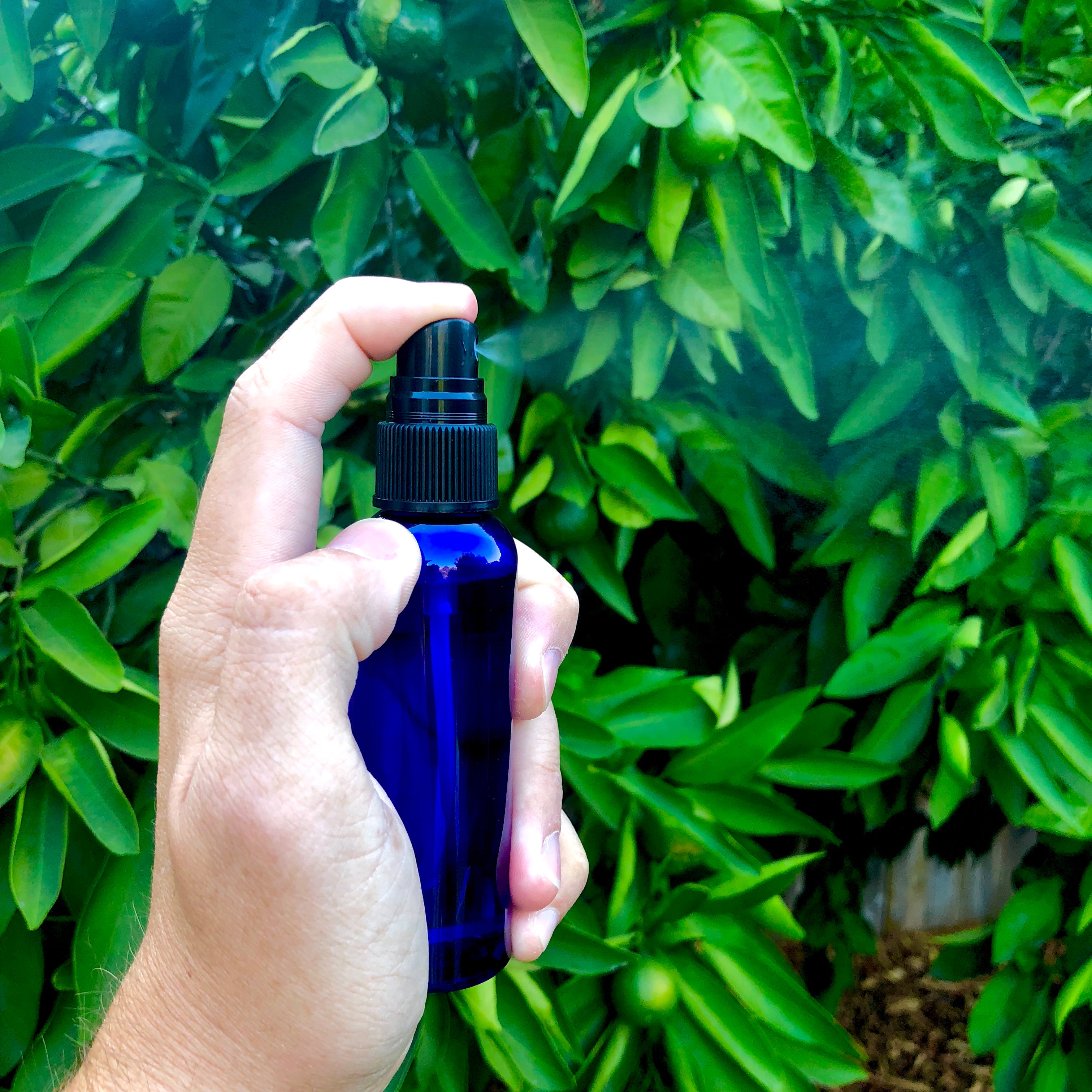 Wholesale Mister Spray Bottle For Air Plants (60ml) (Minimum order 10) - Air Plant Hub