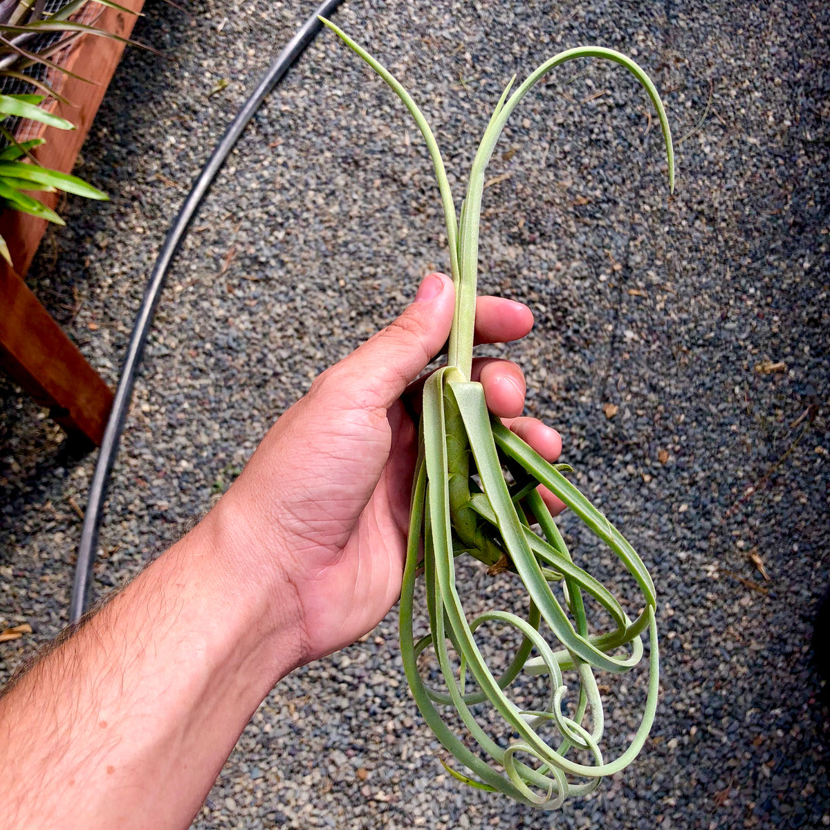 Duratii *FRAGRANT GRAPE SCENT* – Air Plant Hub