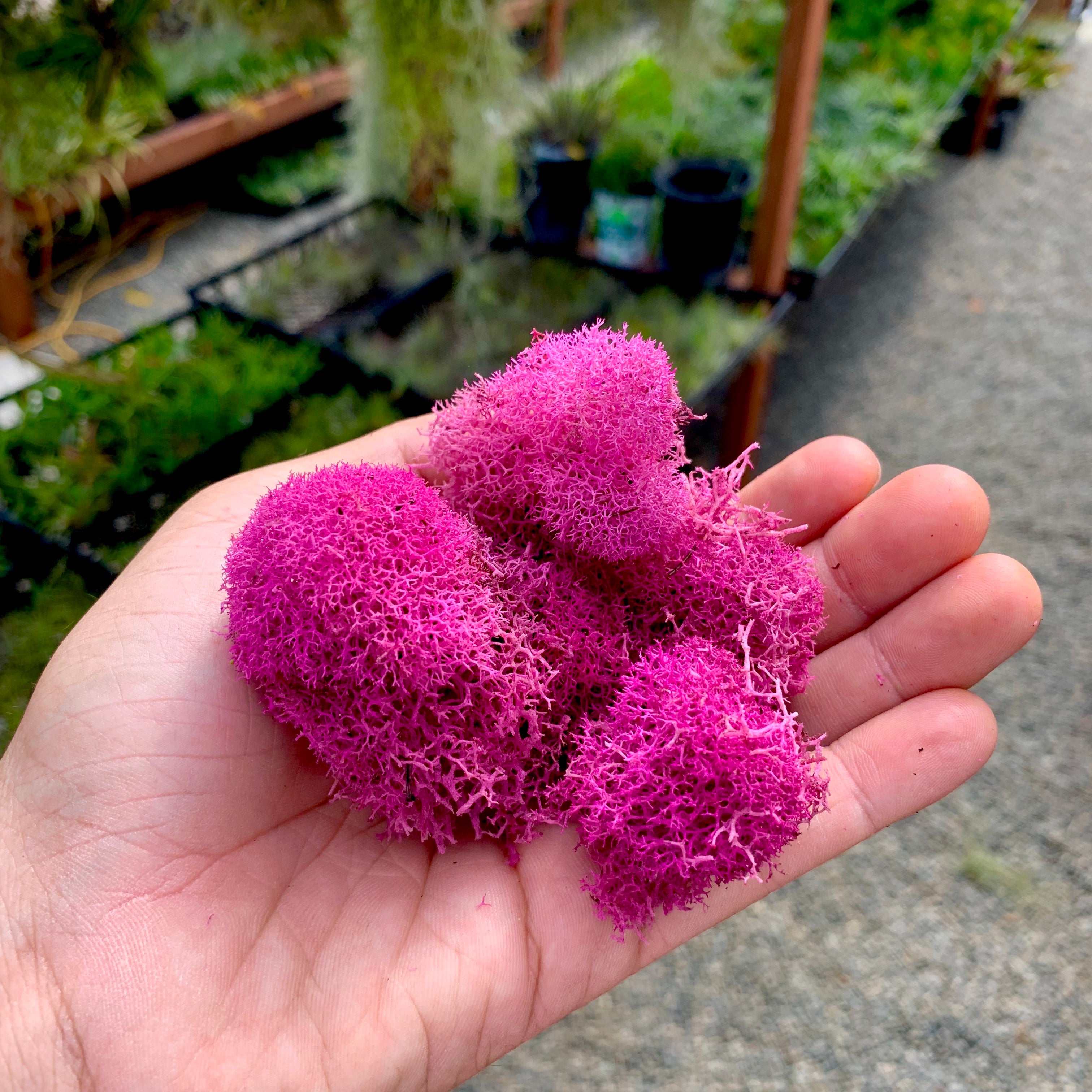 Preserved Accent Moss (Pink) - Air Plant Hub 