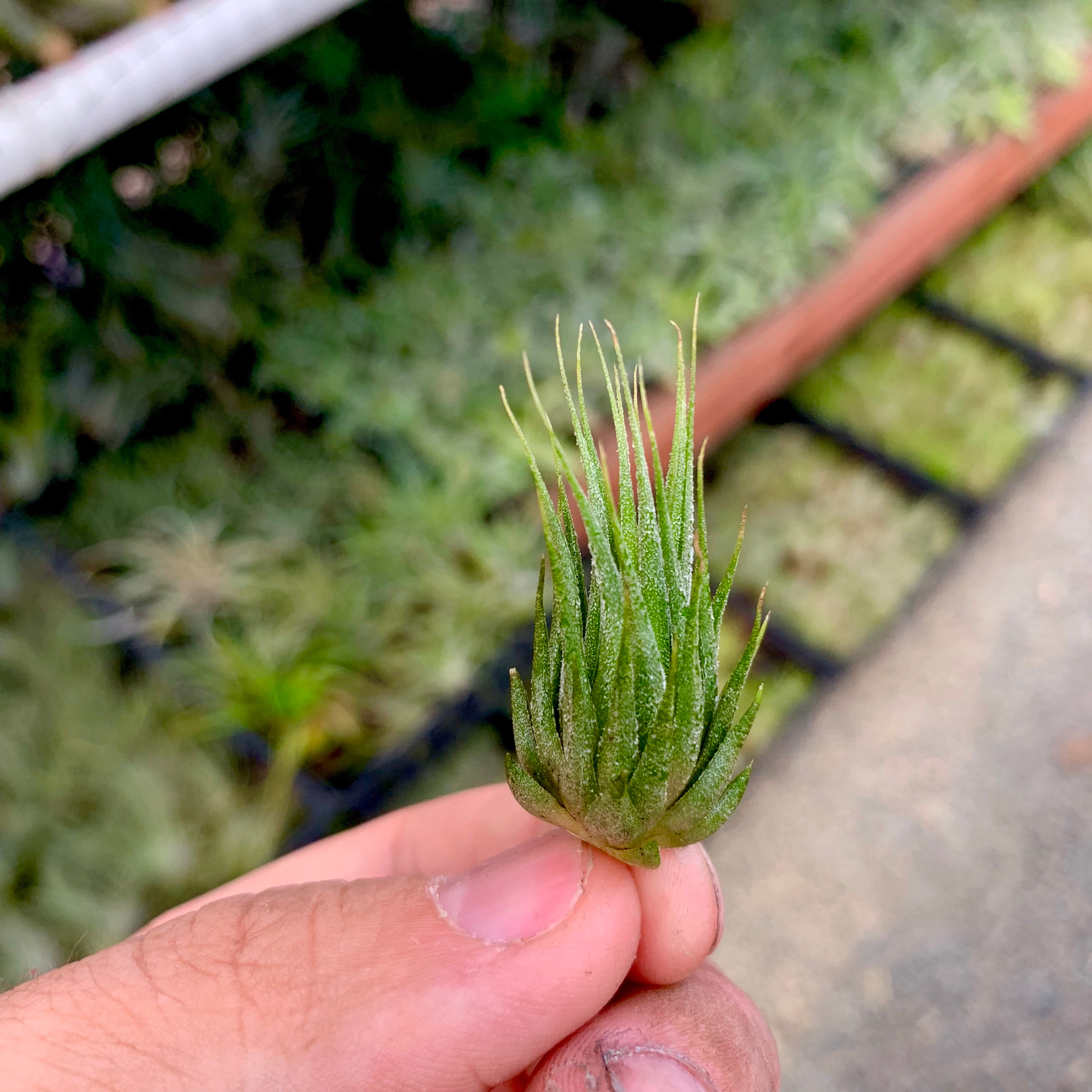 Peanut x Fuego <br> (Miniature Species) - Air Plant Hub