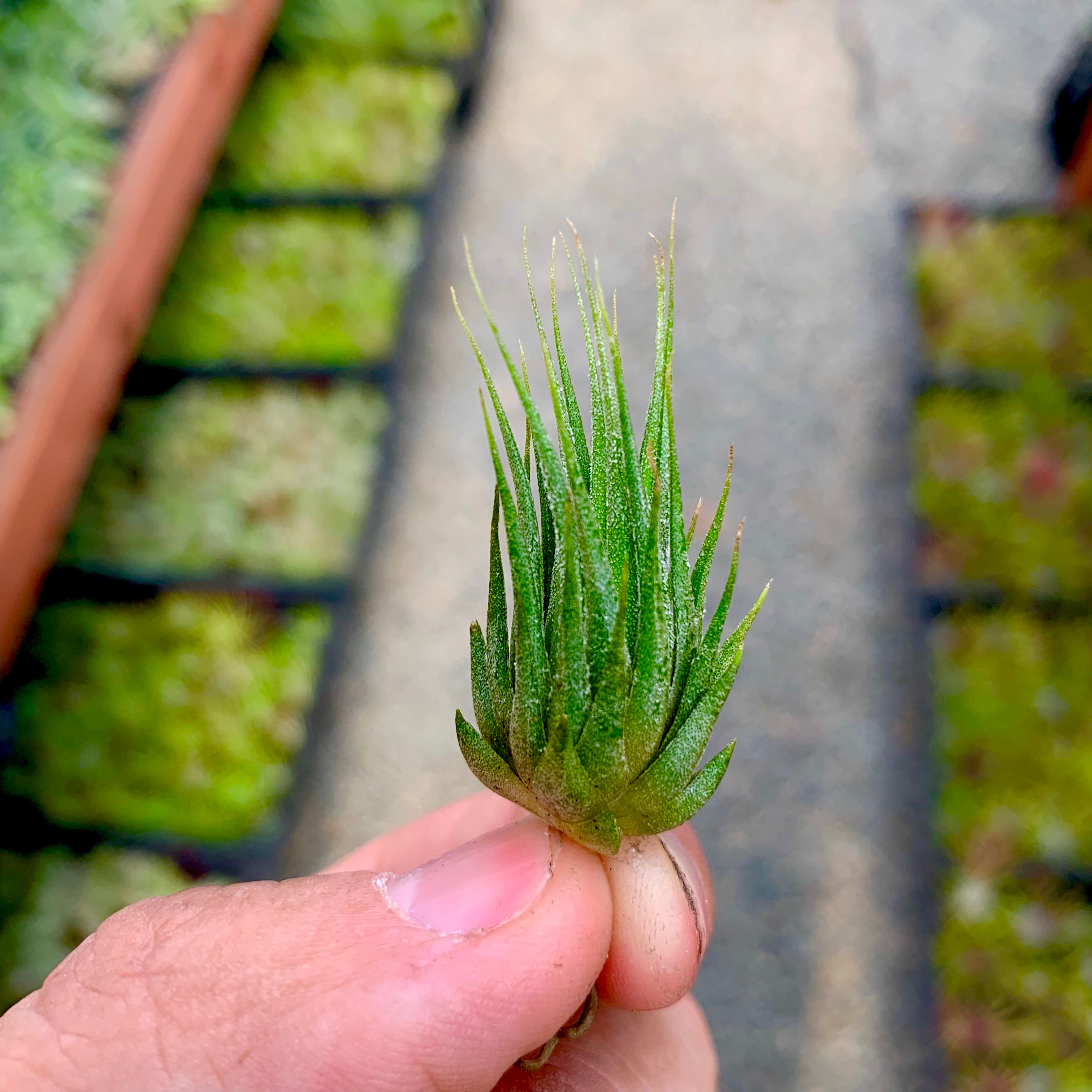 Peanut x Fuego <br> (Miniature Species) - Air Plant Hub