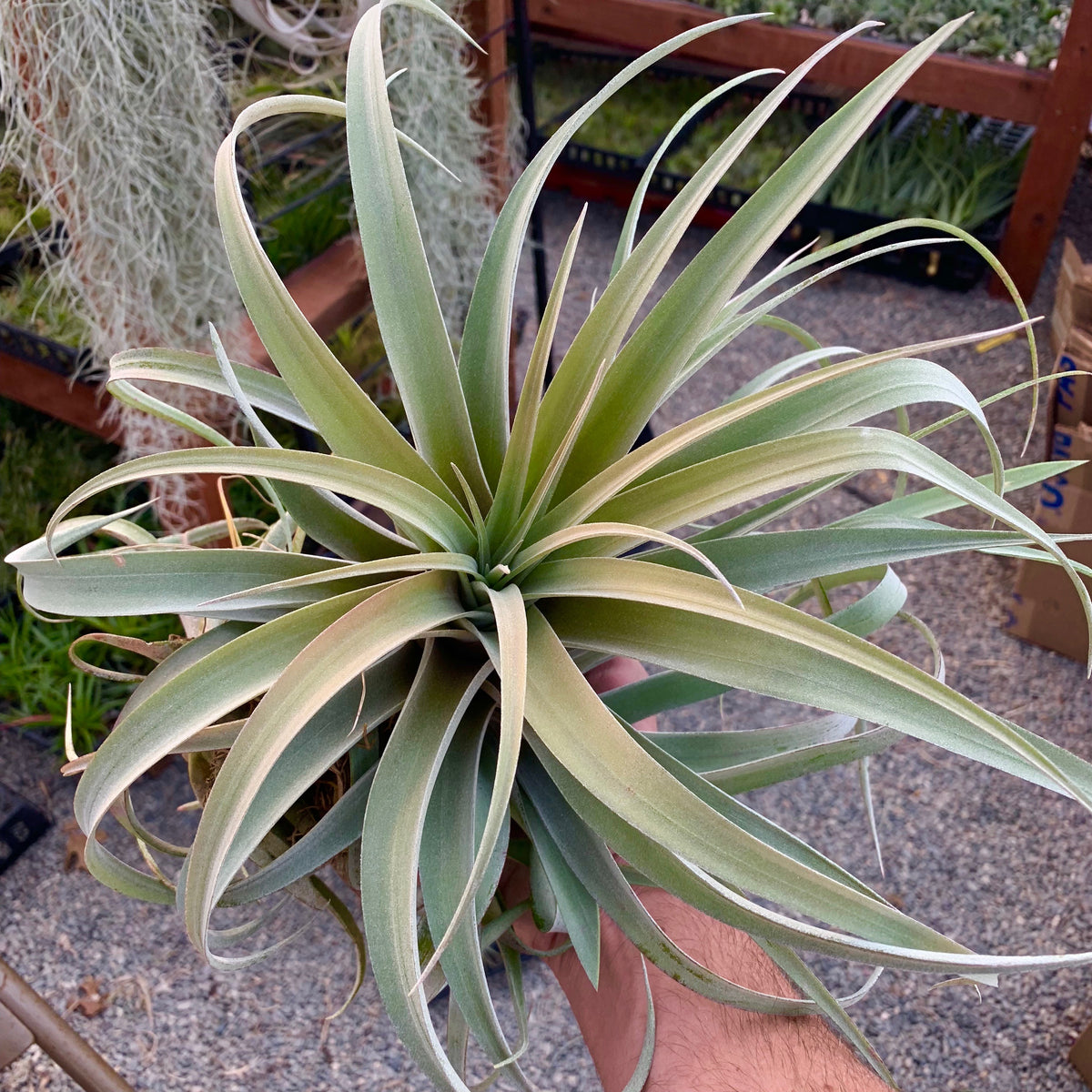 X Betty Air Plant Tillandsia wedding decor bouquet design houseplant boho