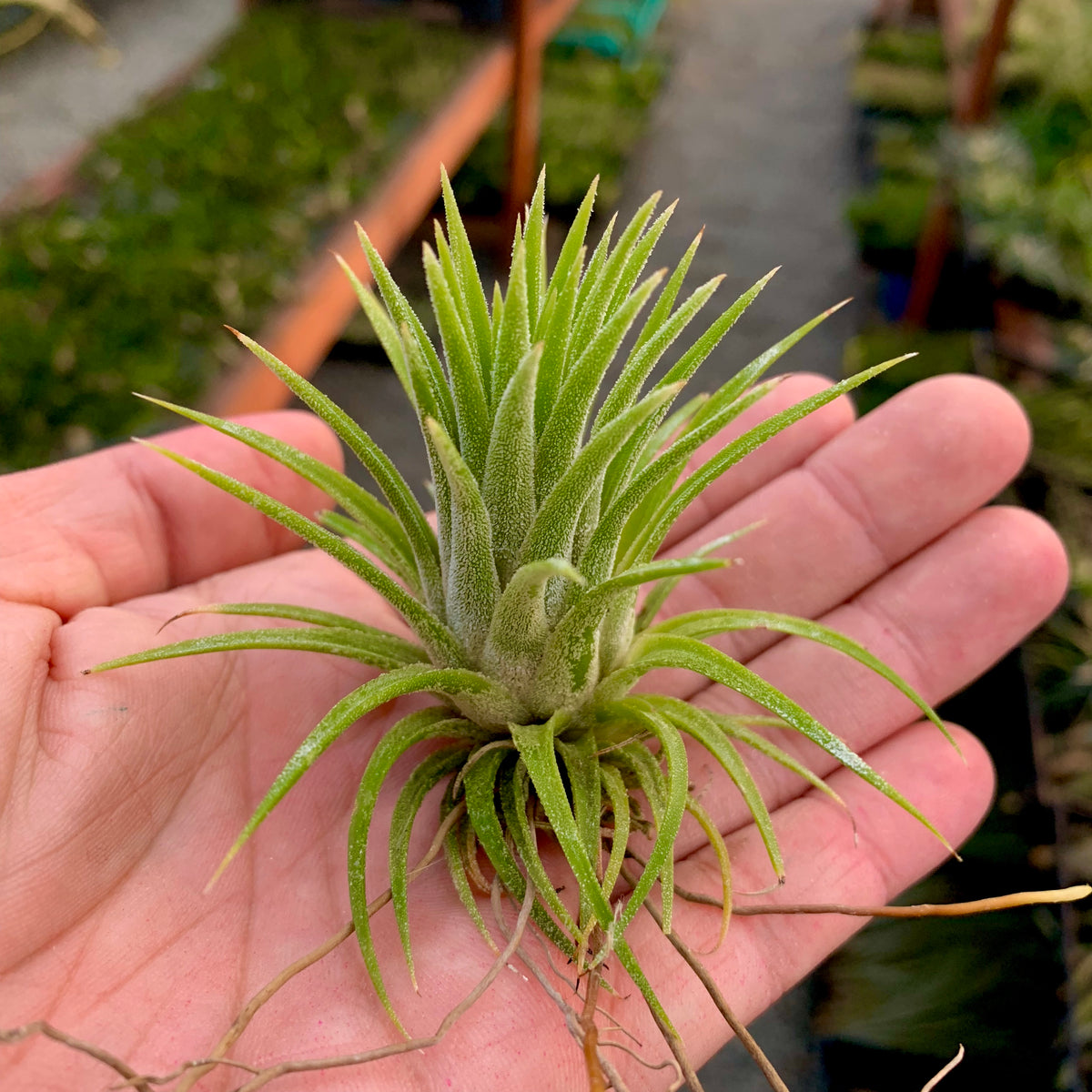 Tillandsia Ionantha Peach Air Plant Orange Color