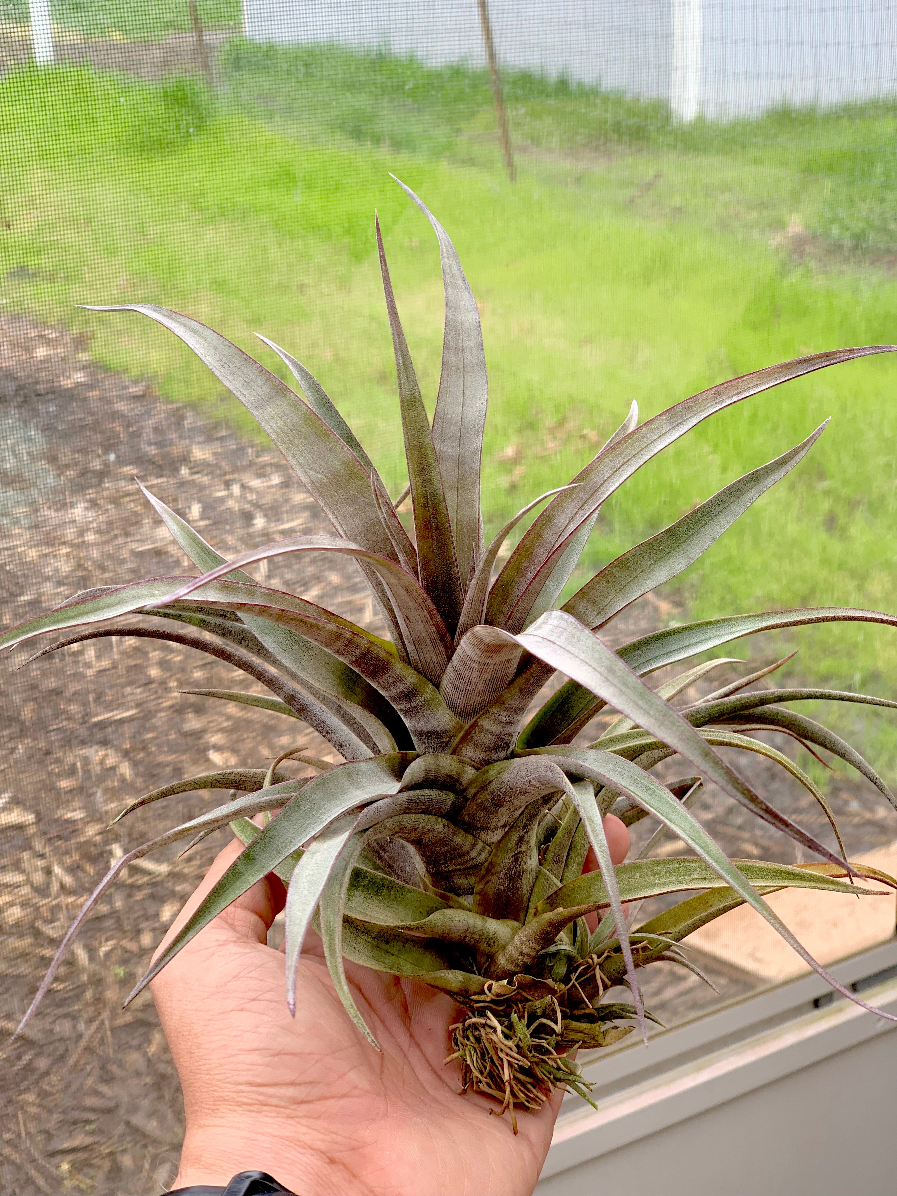 Tillandsia Hildae Rare Banded Air Plant Large Extra Large