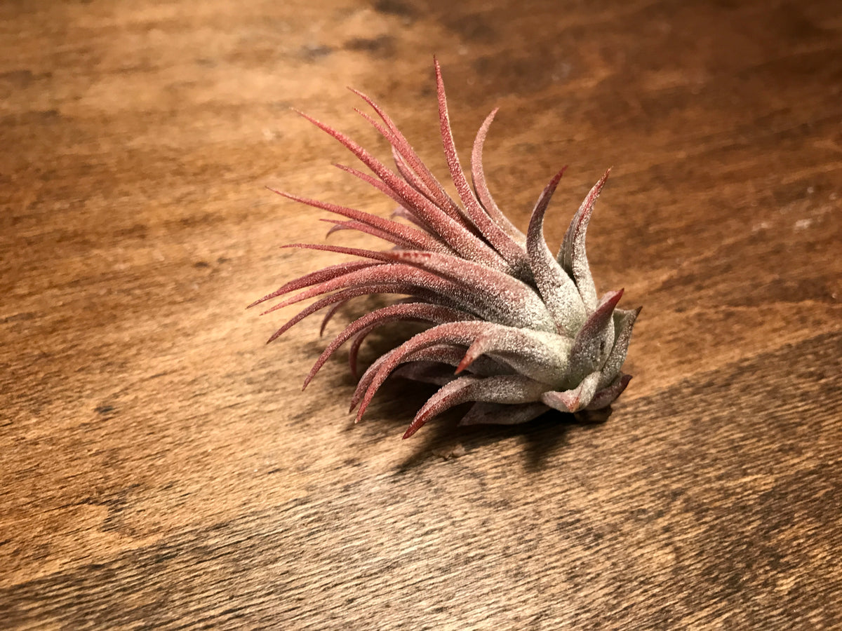 rubra air plant Ionantha Rubra – Air Plant Hub