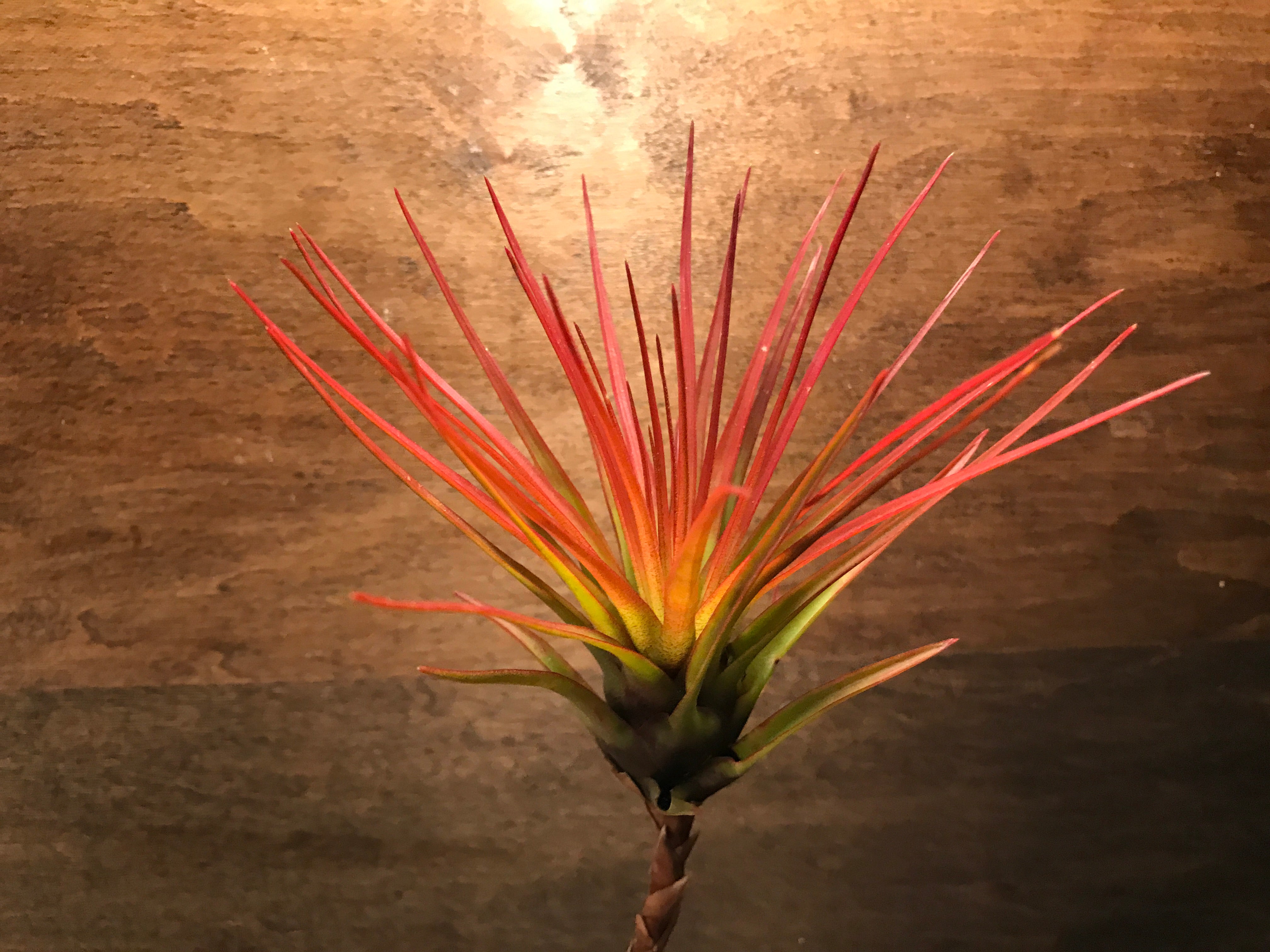 Small tricolor air plant tillandsia with red blush for sale