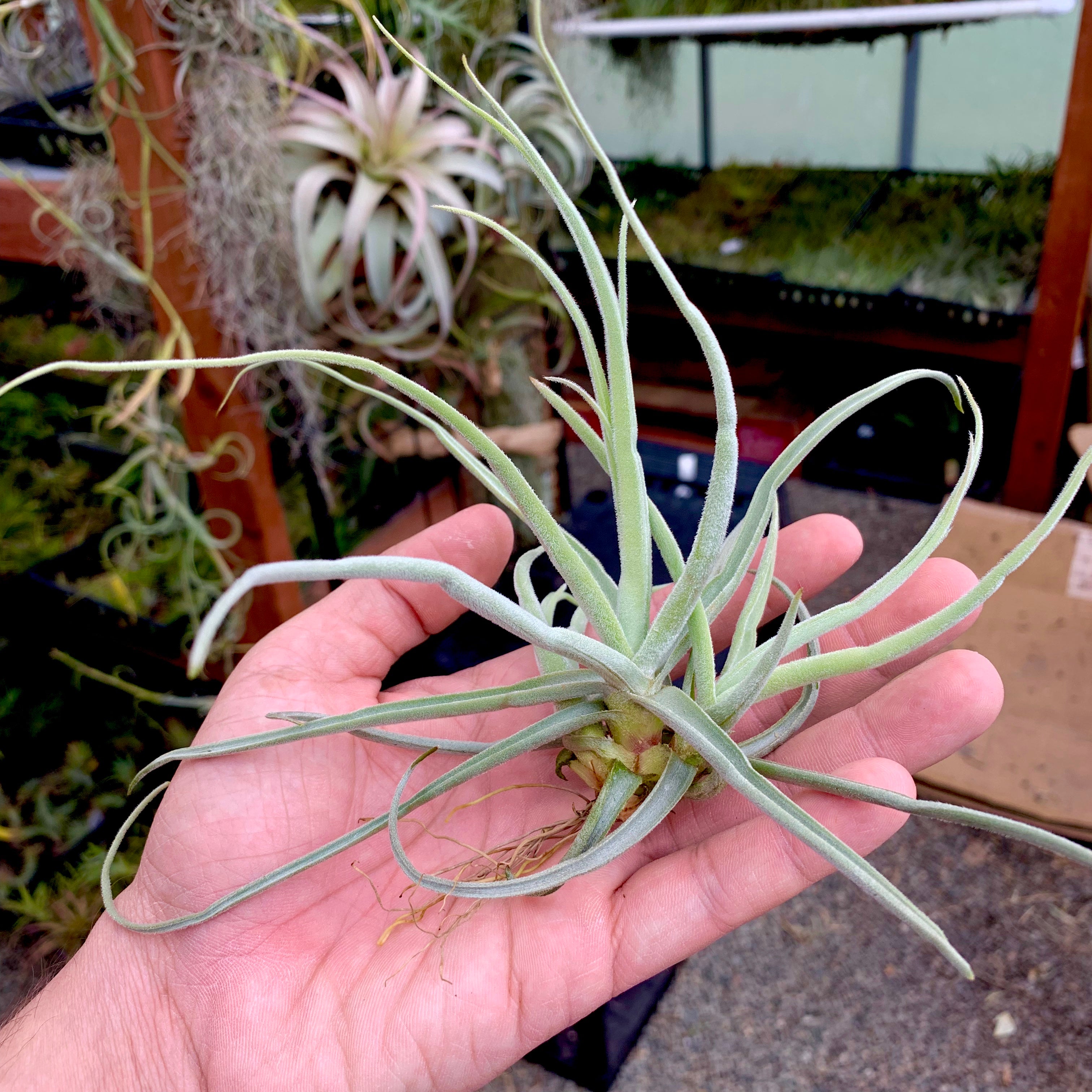 Tillandsia streptocarpa fragrant air plant species for sale