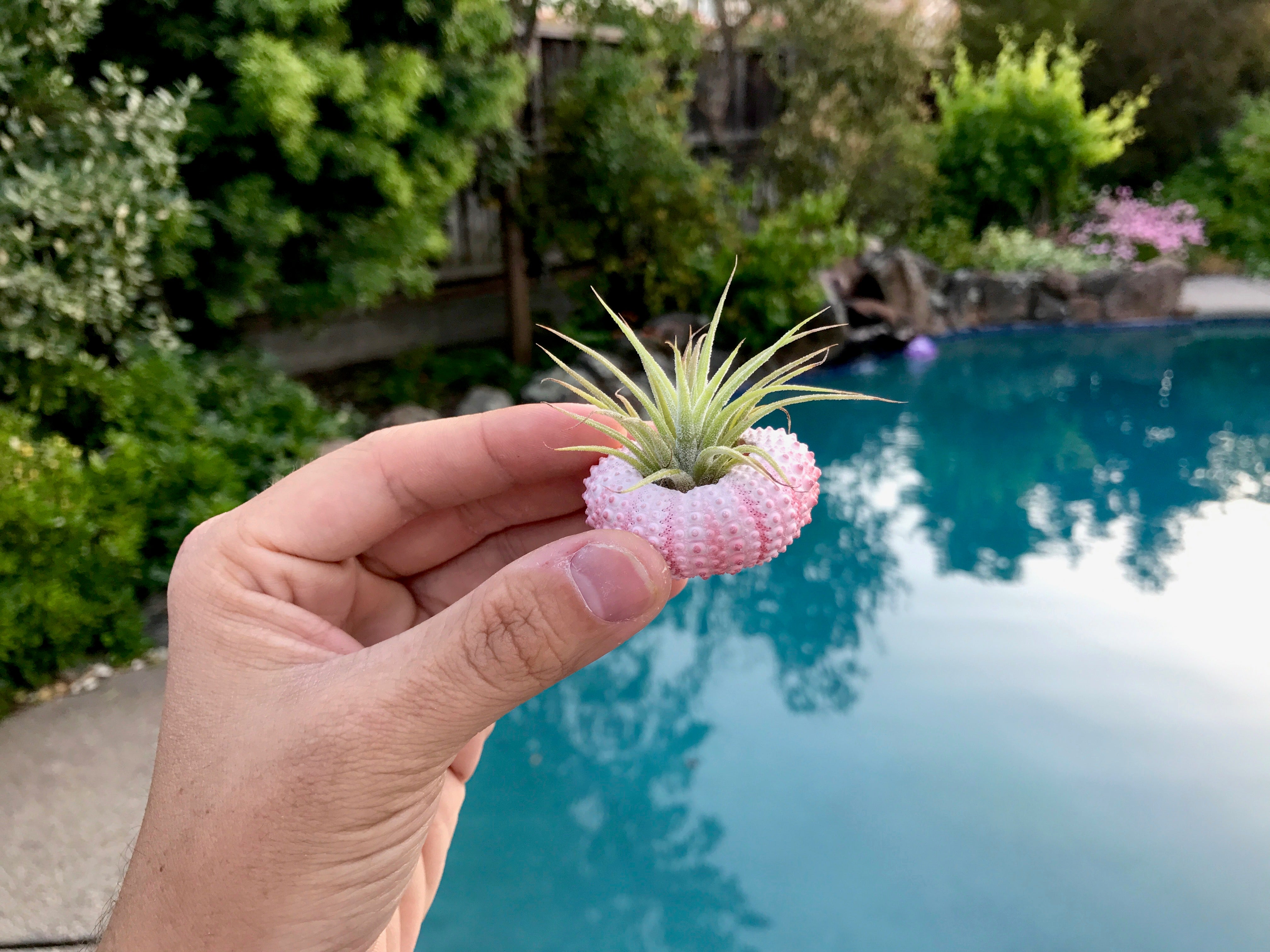 Air Plant & Sea Urchin Shell Combo - Air Plant Hub