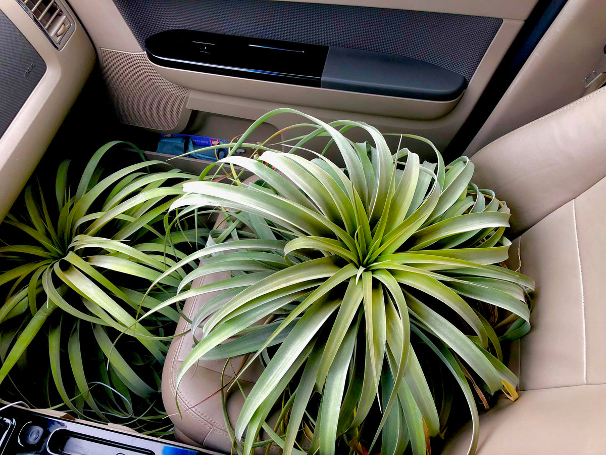 X Betty Air Plant Tillandsia wedding decor bouquet design houseplant boho