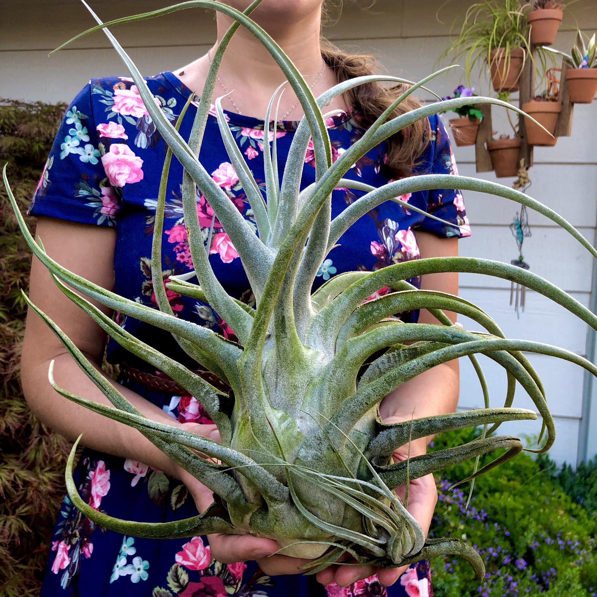 Ehlersiana TIllandsia Air Plant Rare Houseplant White Color